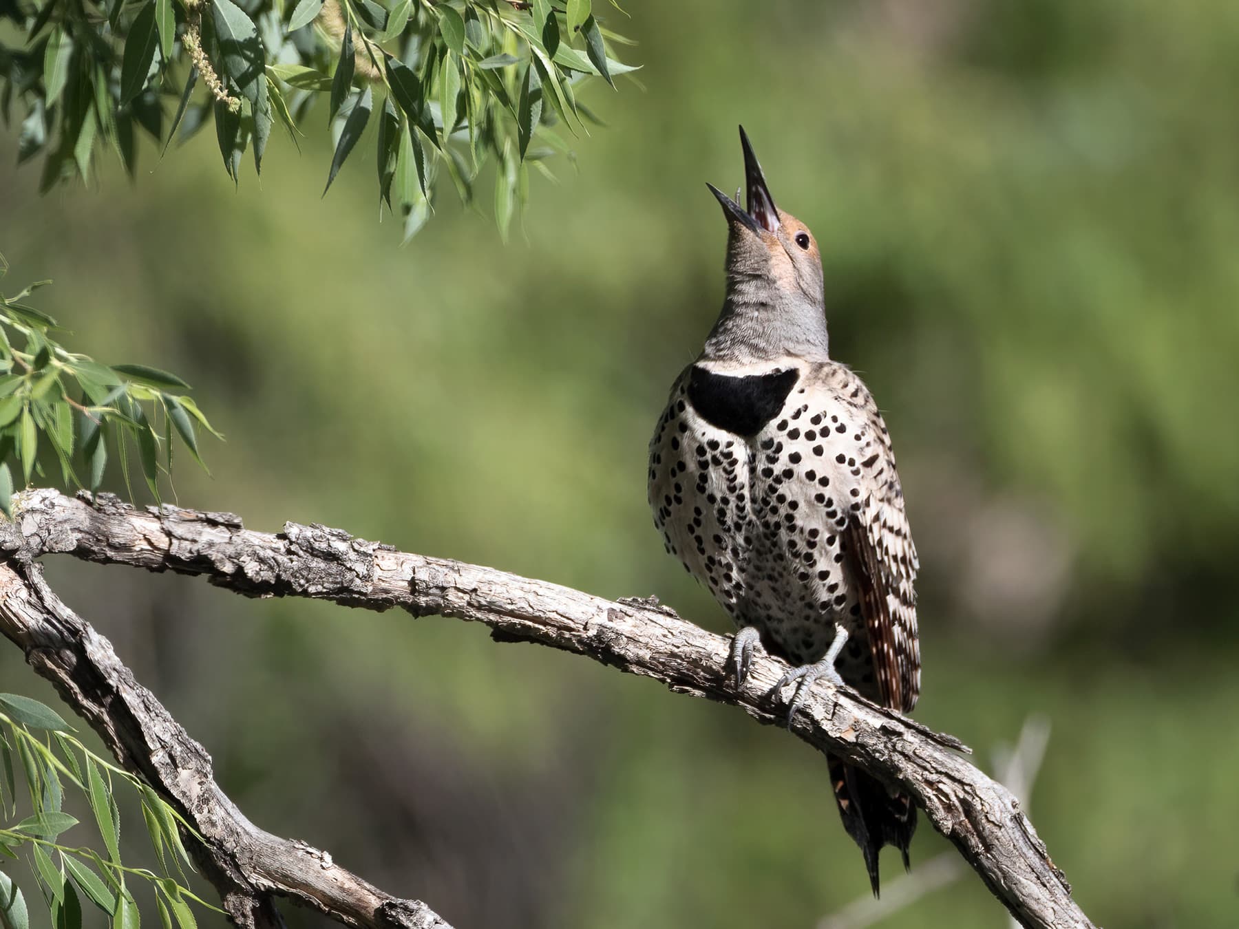 Female Northern Flicker calling out