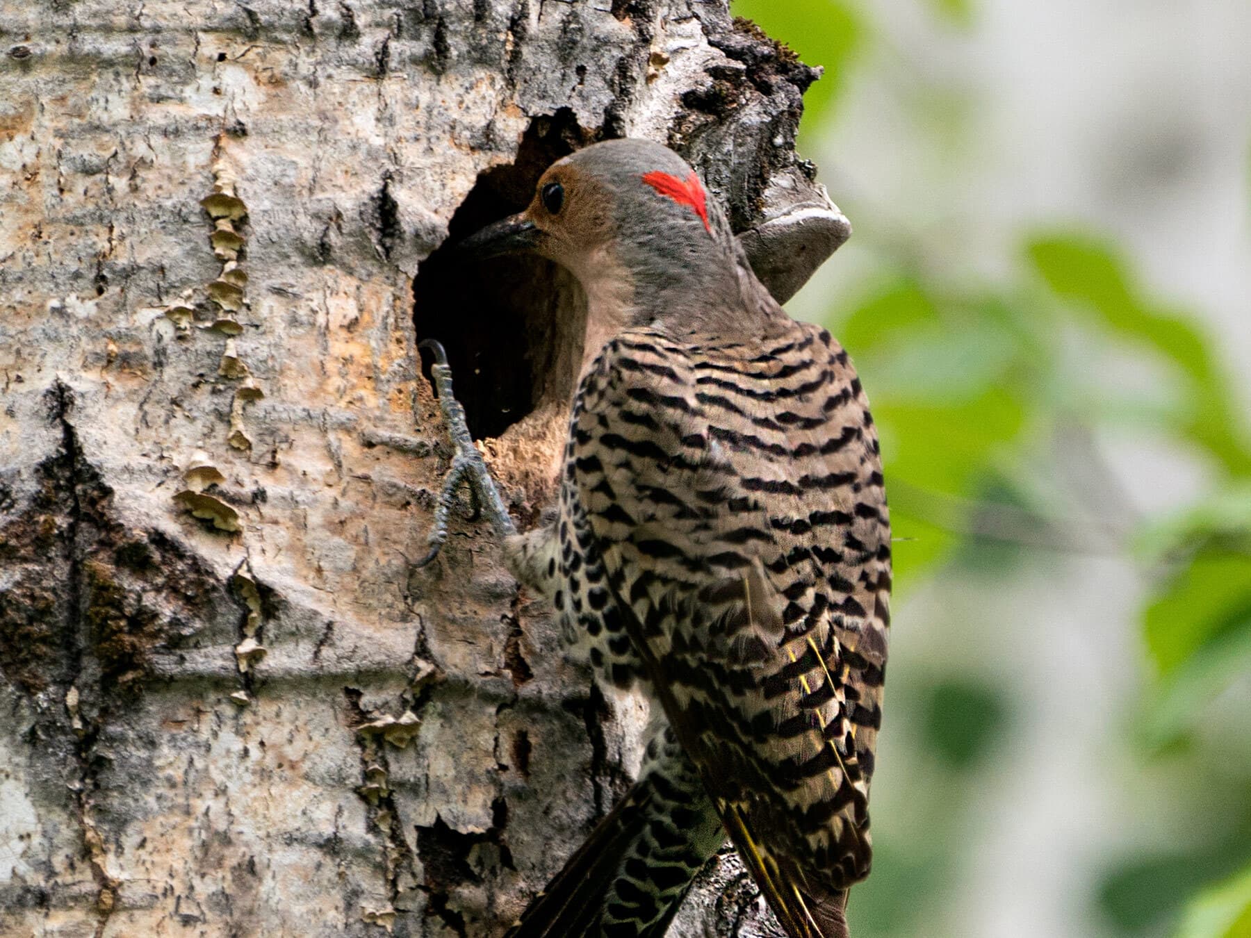 Female northern flicker nesting