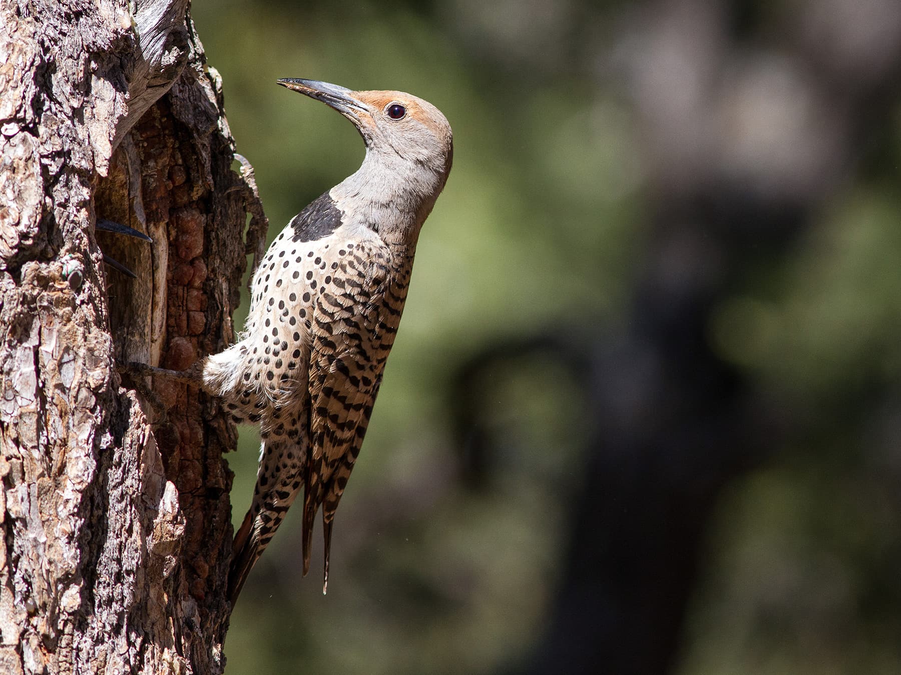 Northern Flicker Female