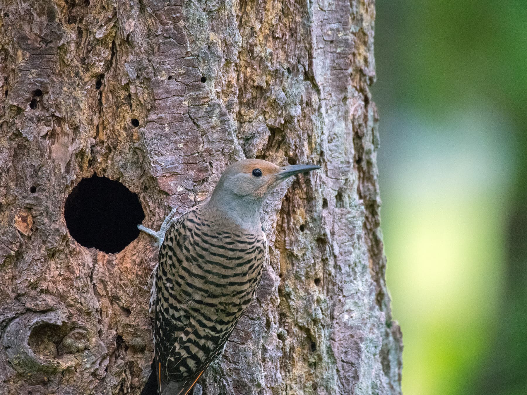 Female Northern Flicker outside nest cavity