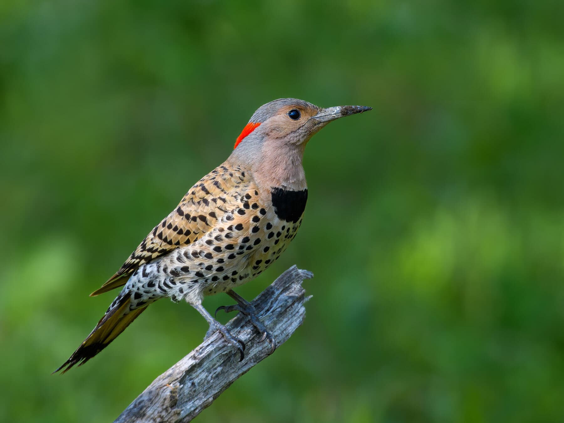 Female Northern Flickers (Male vs Female Identification Guide)
