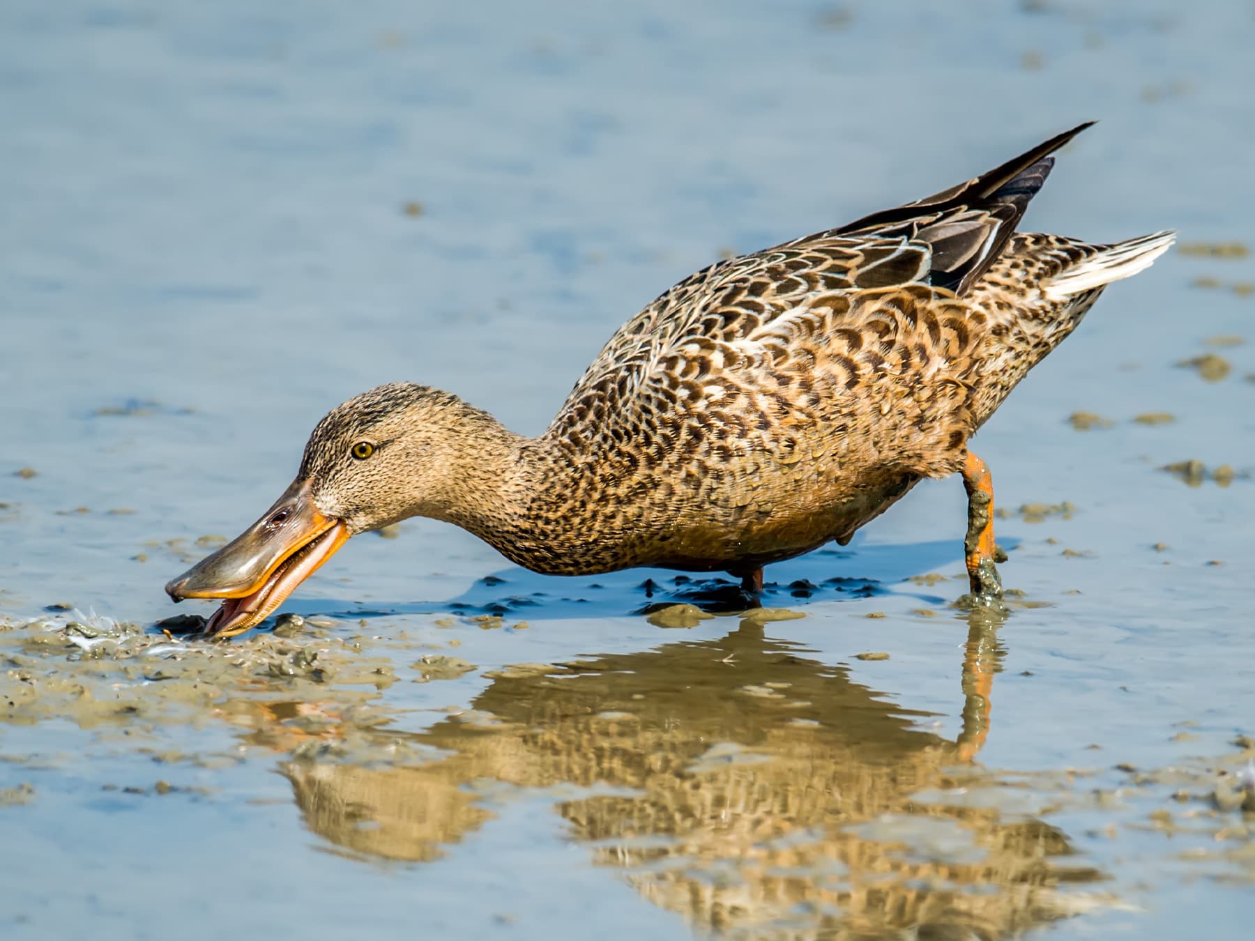 Female Northern Shoveler feeding in the marshes