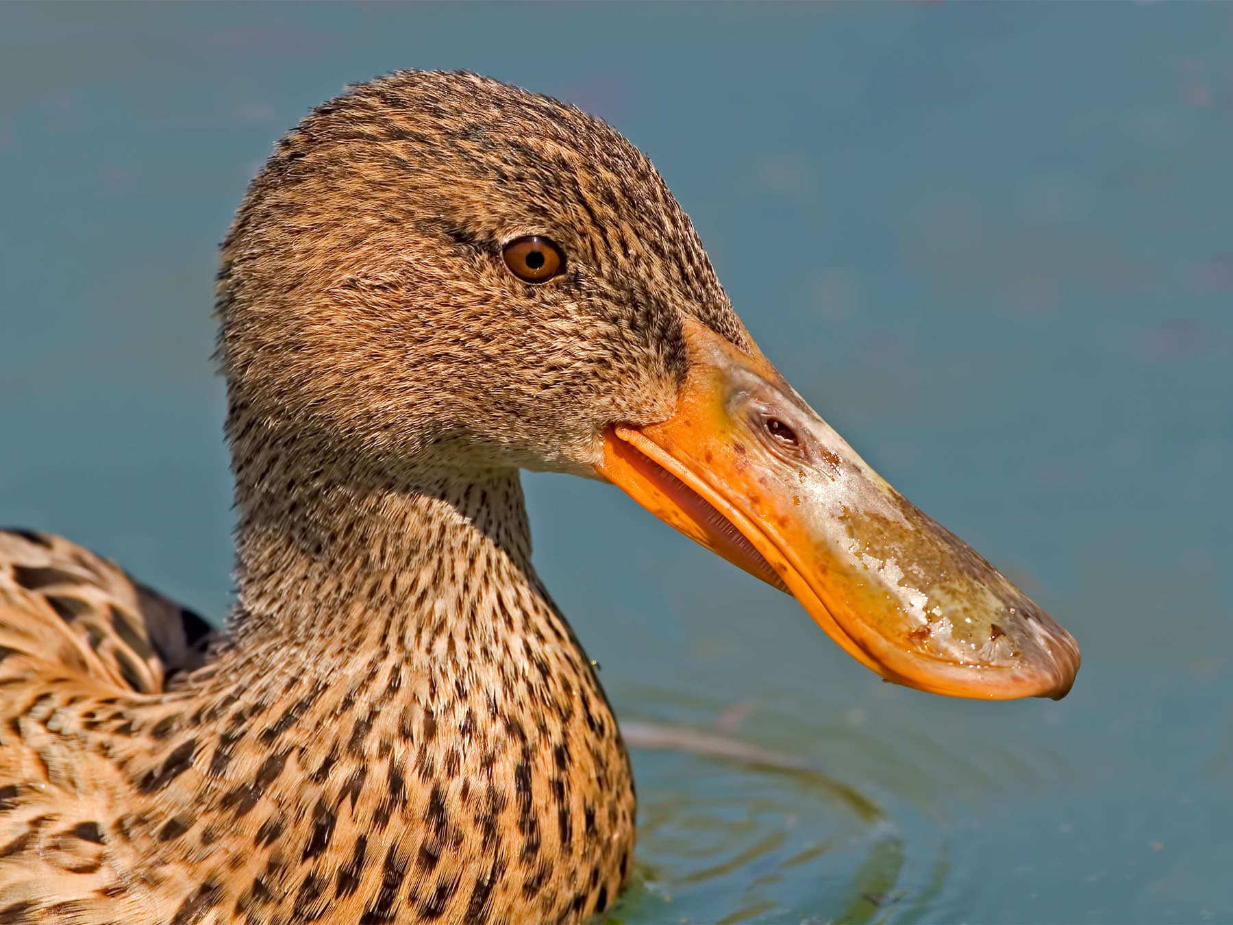 Female northern shoveler portrait