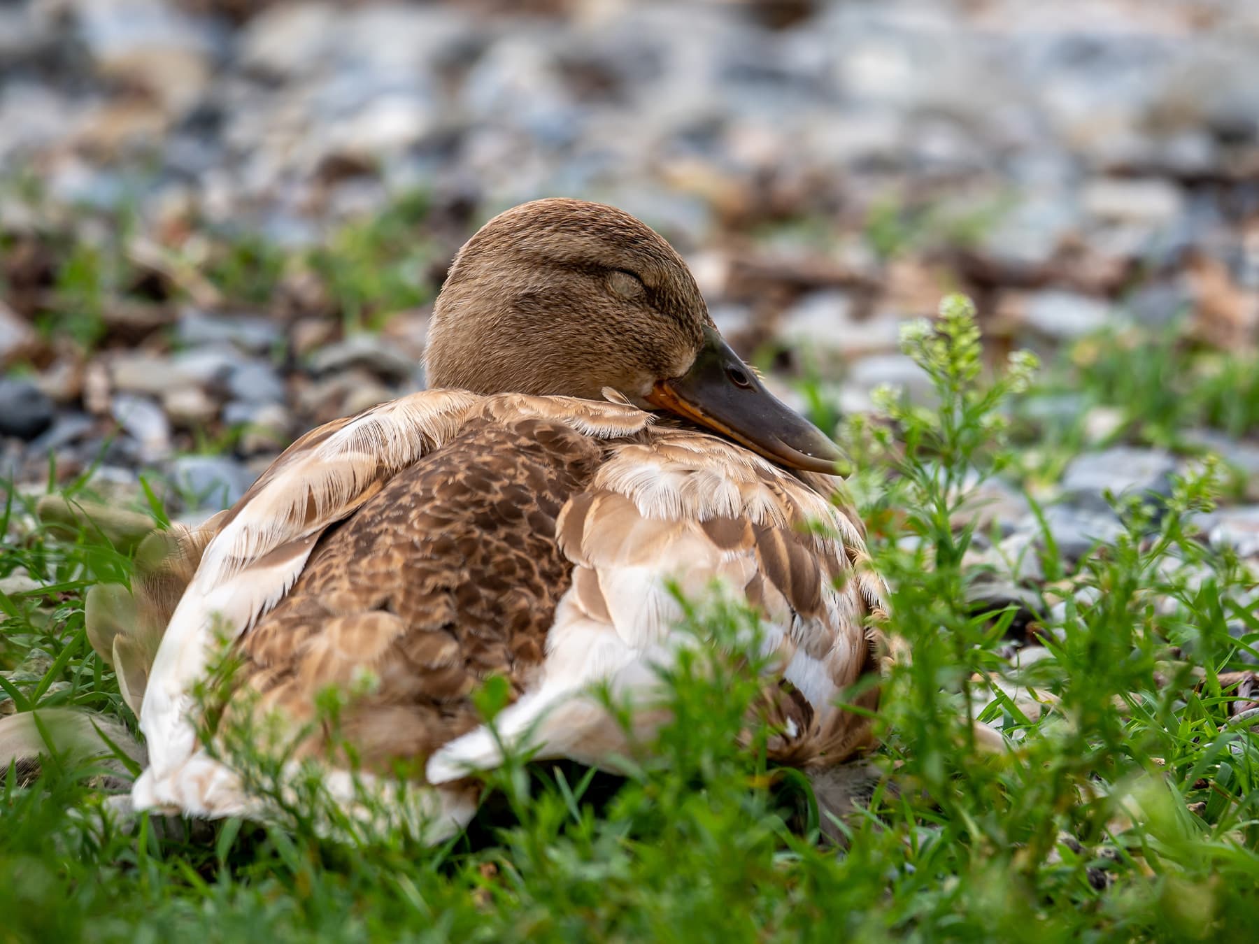Female Northern Shoveler resting by the lakeside