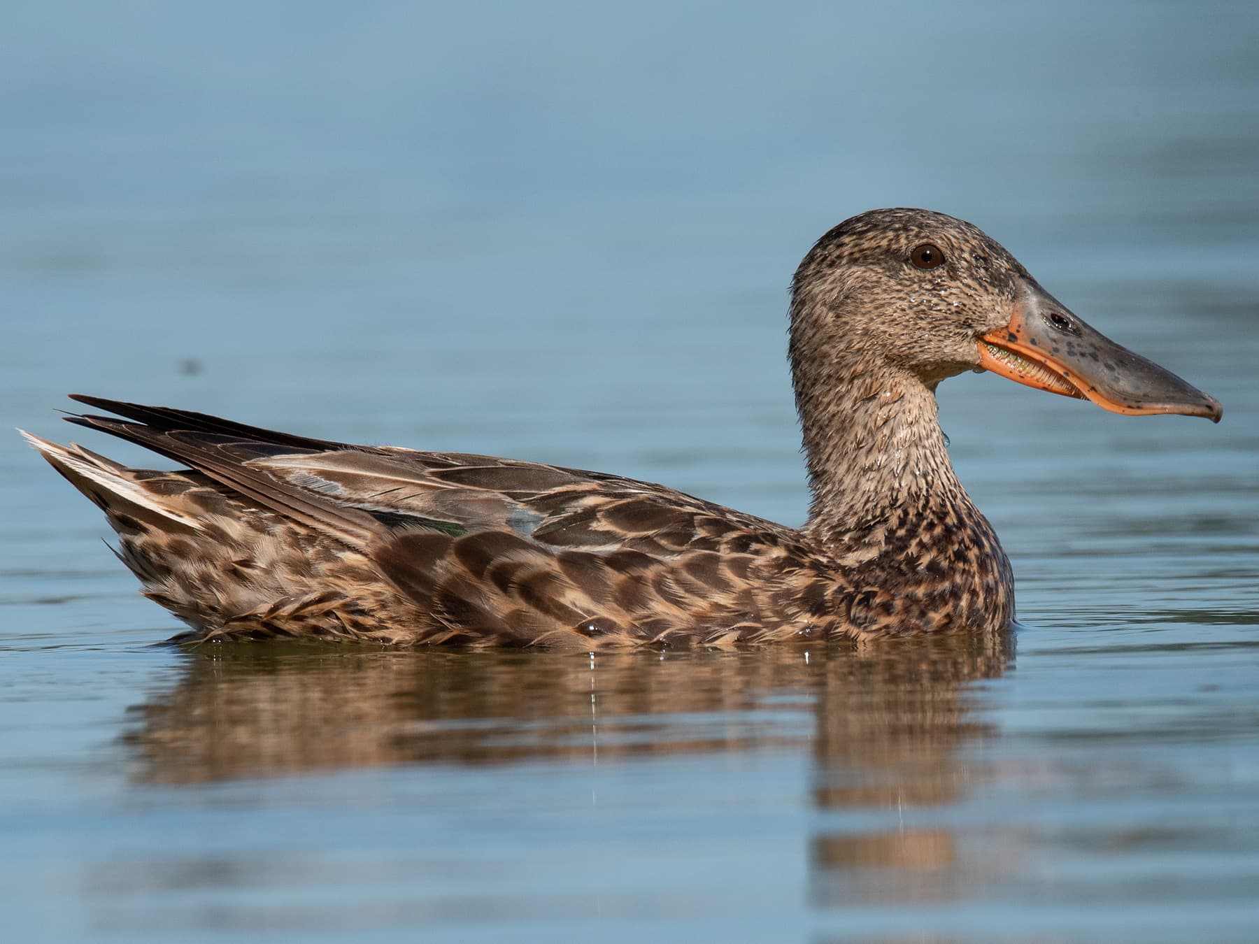Female Northern Shoveler