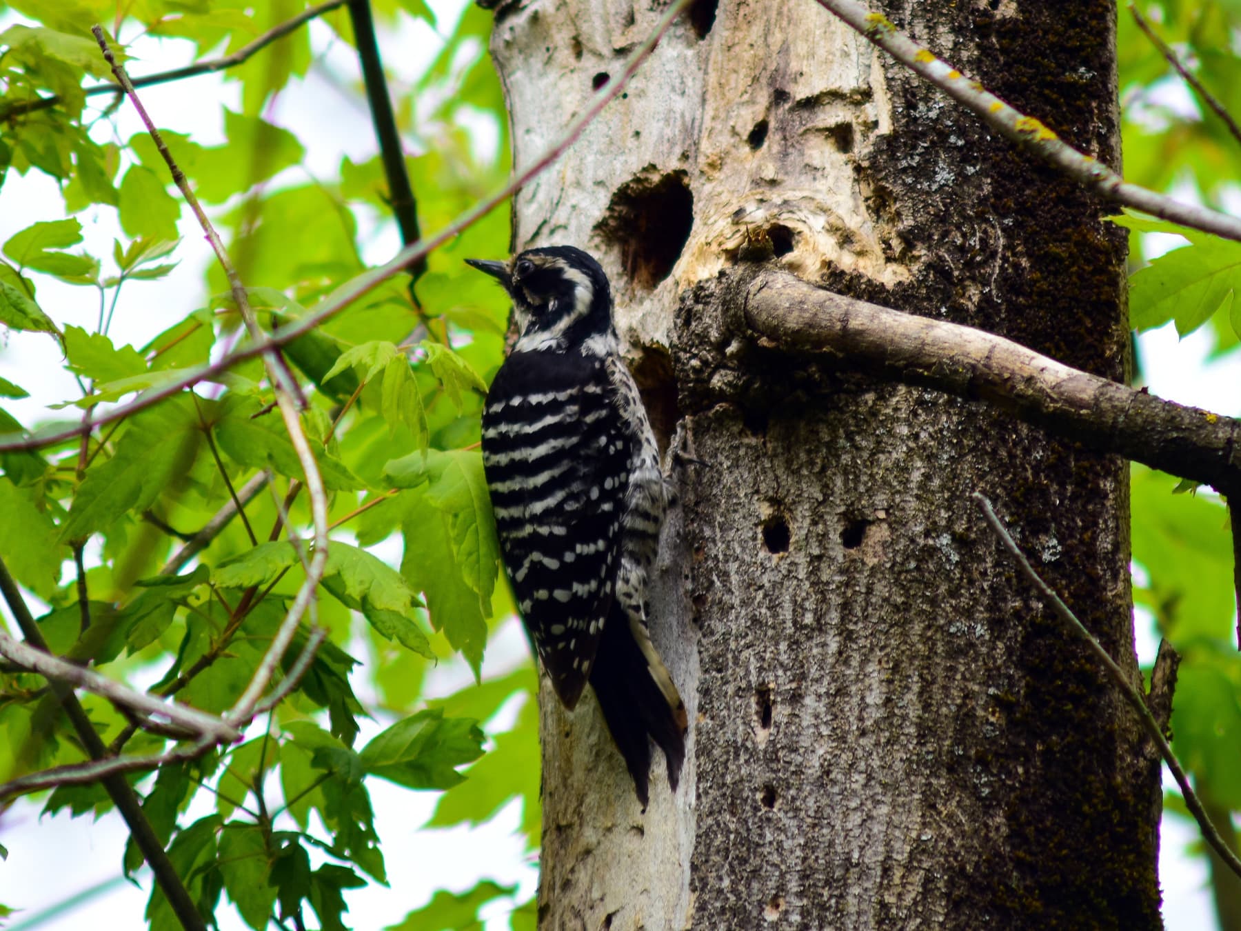 Female Nuttall's Woodpecker arriving at her nest