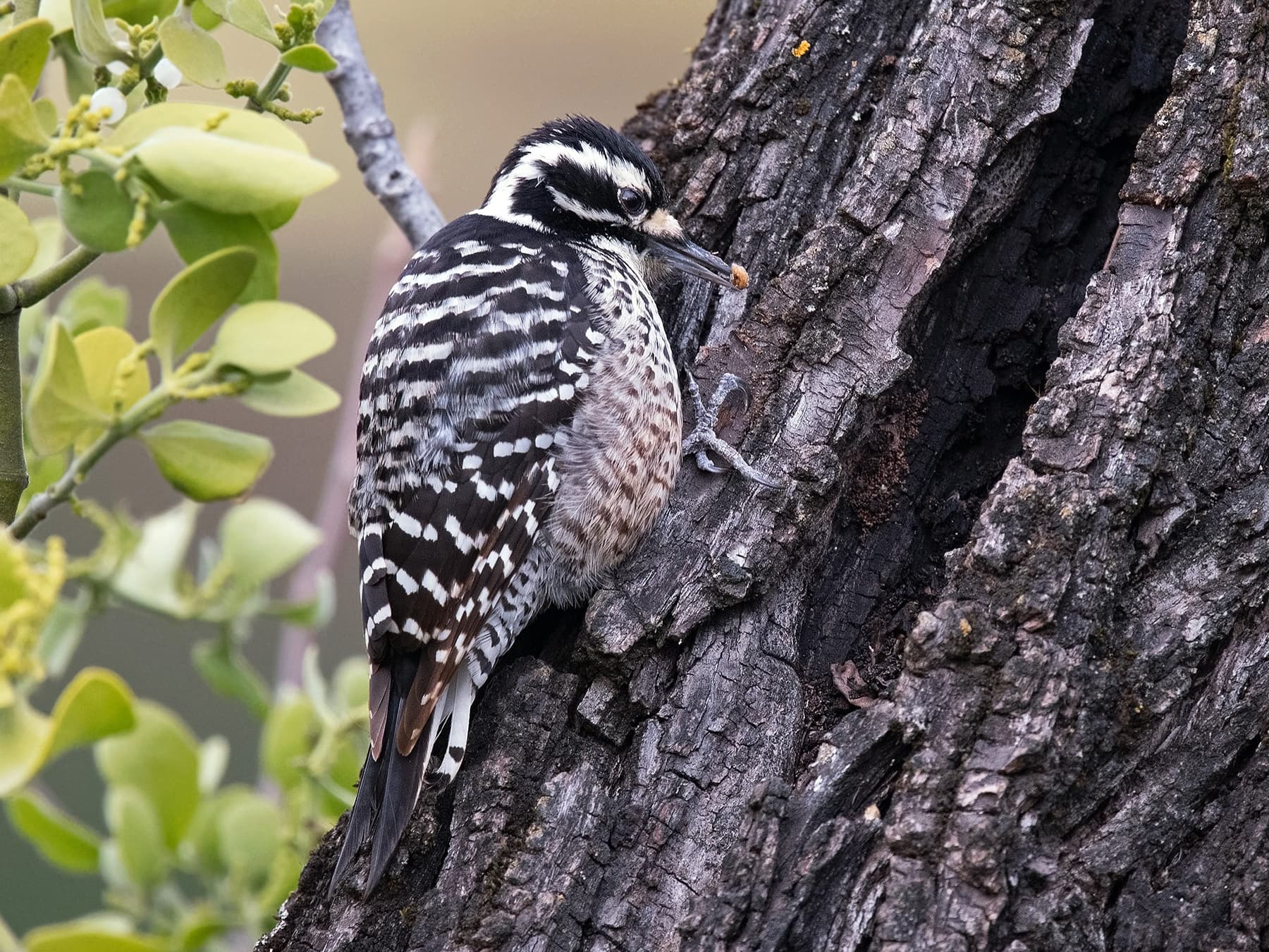 Nuttall's Woodpecker Female