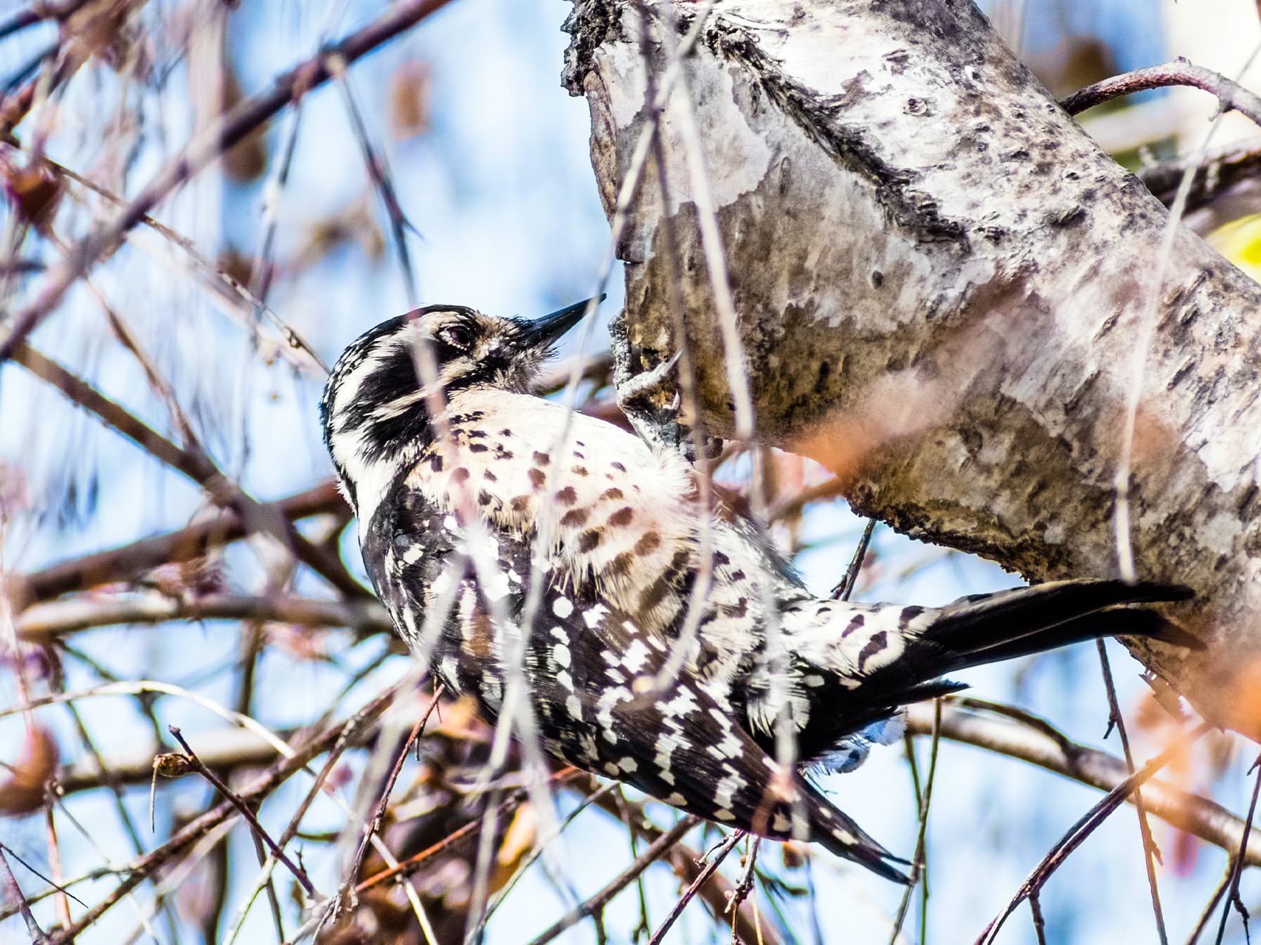 Female Nuttall's Woodpecker foraging for insects