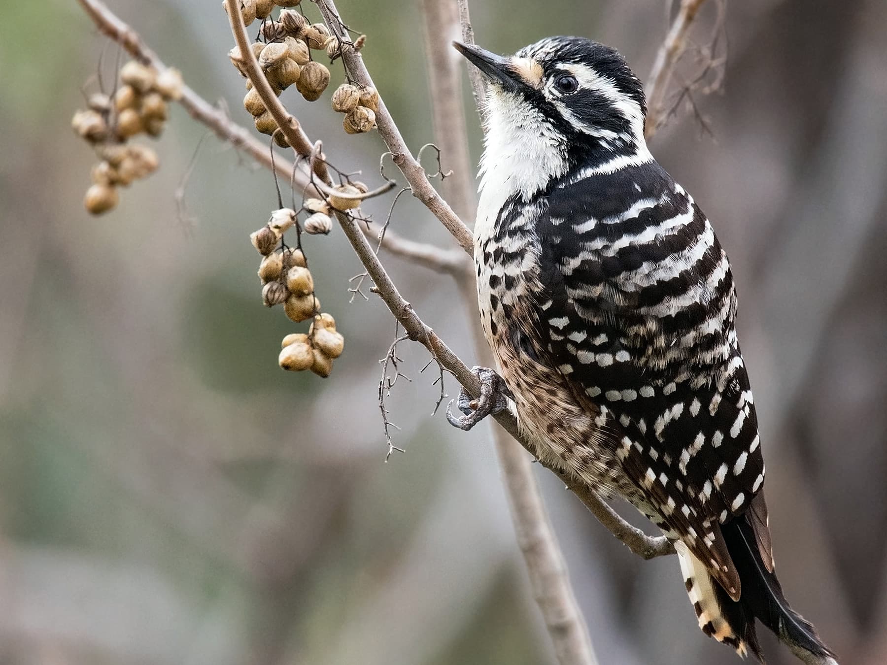 Female Nuttall's Woodpecker resting on top of a dried out weed