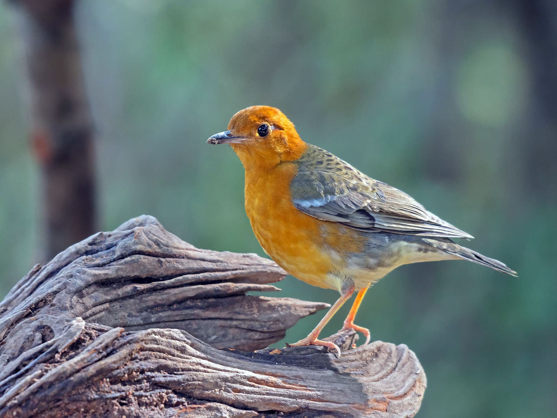 Female Orange-headed Thrush