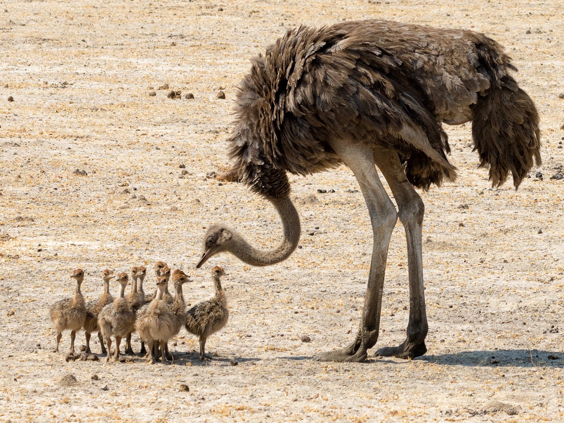 Female ostrich with chicks