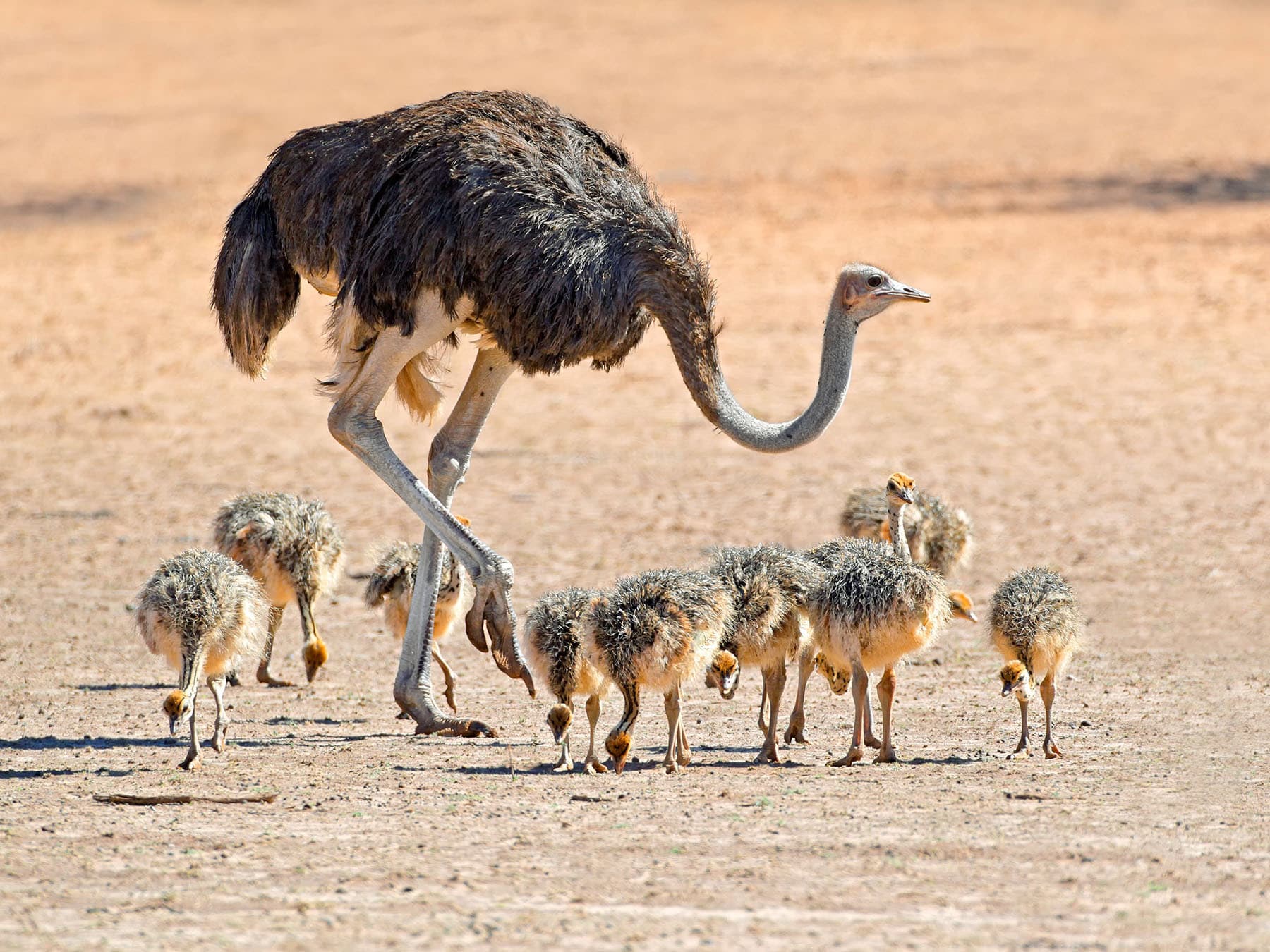 Female ostrich with chicks