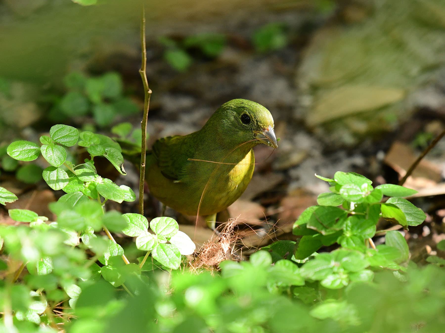 Female painted bunting nesting material
