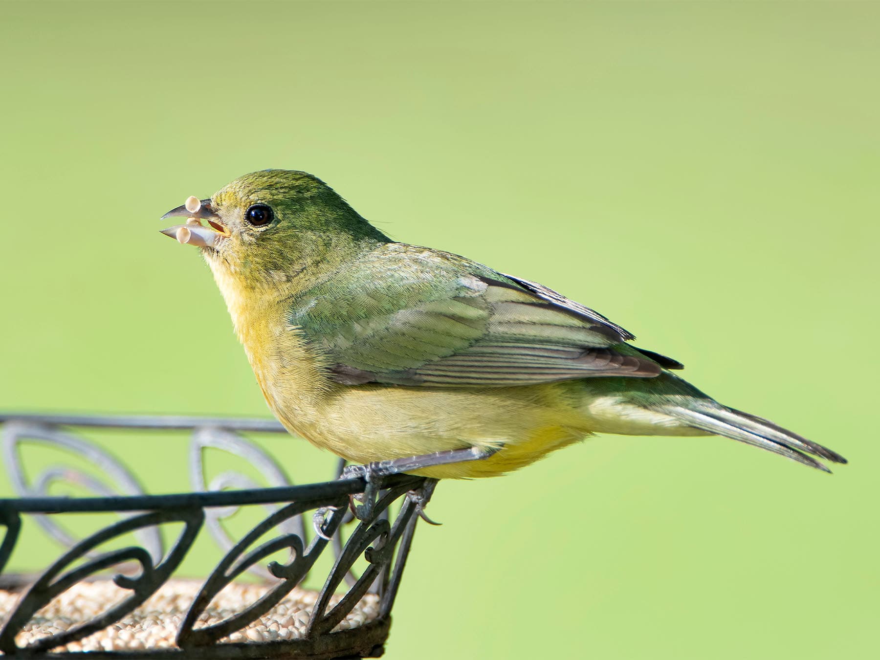 Female Painted Bunting feeding on seeds
