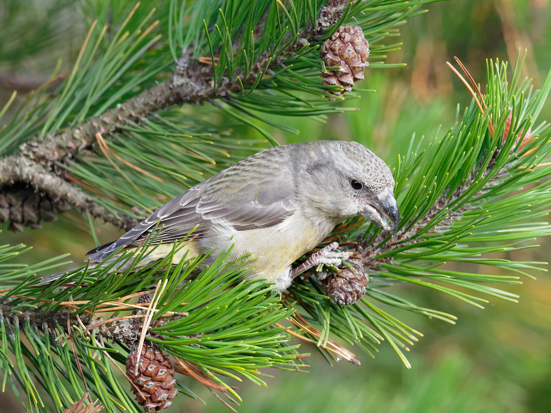 Female Parrot Crossbill calling