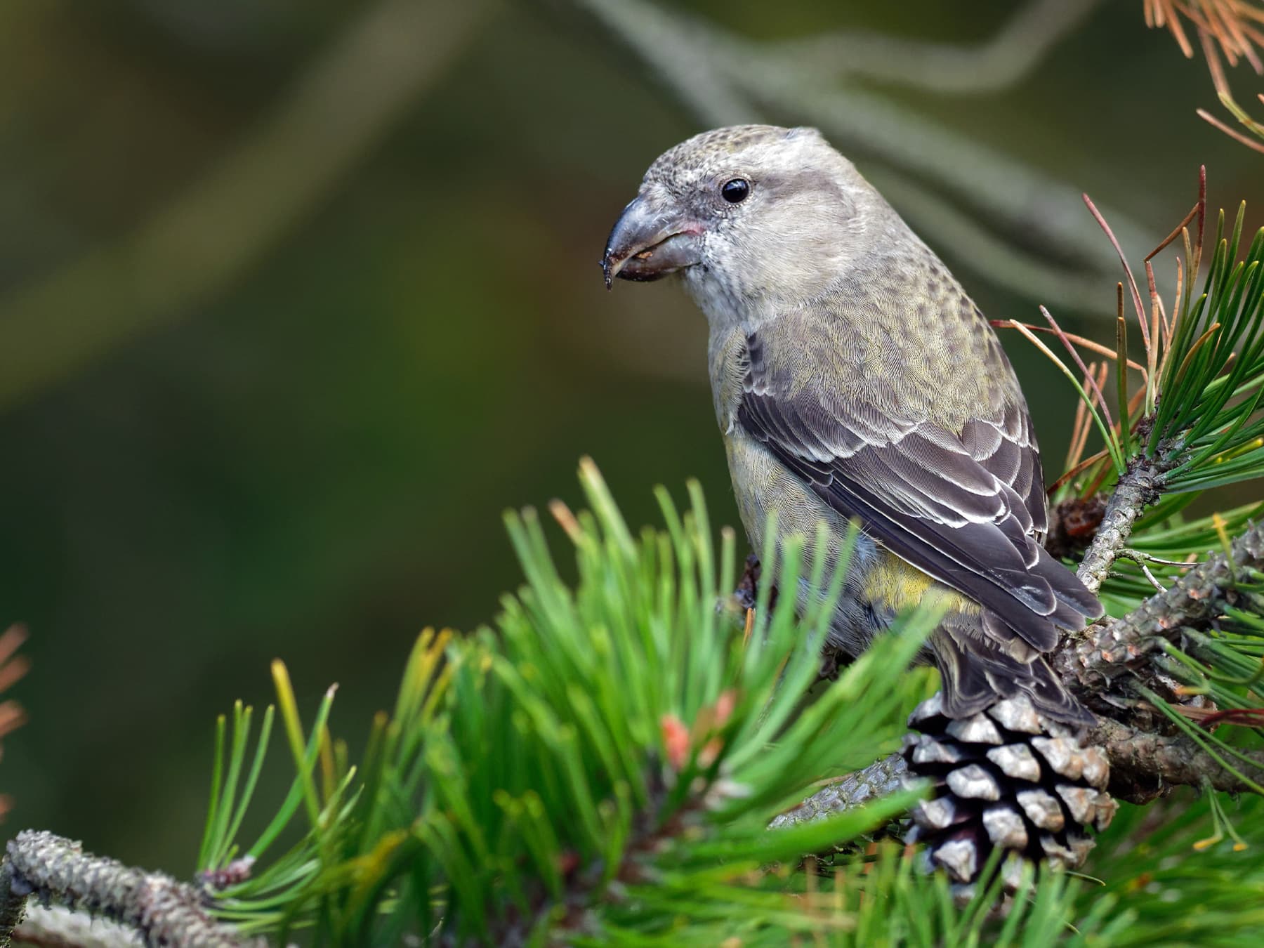 Female Parrot Crossbill in a pine forest