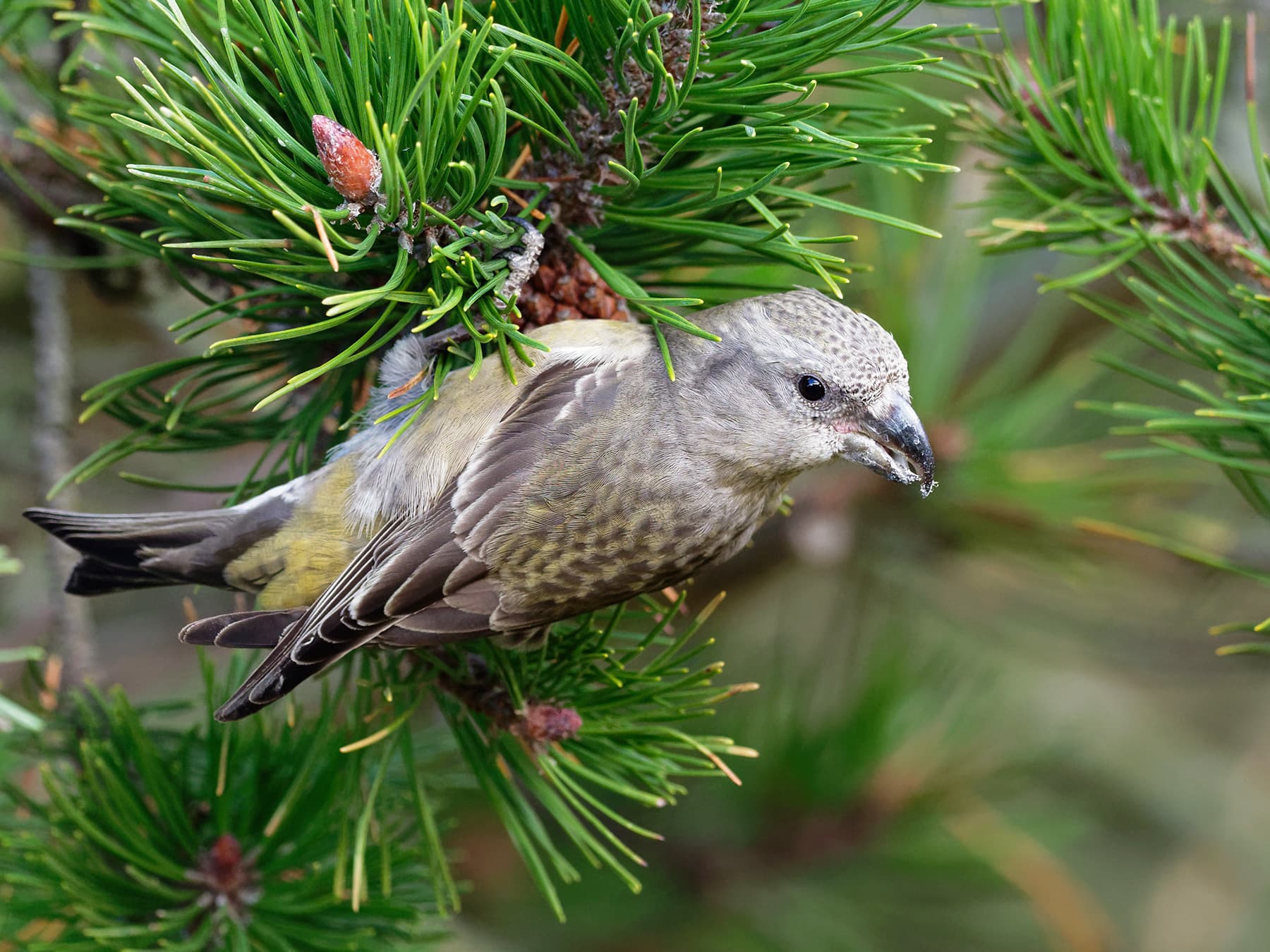 Female Parrot Crossbill perching on branch of a pine tree