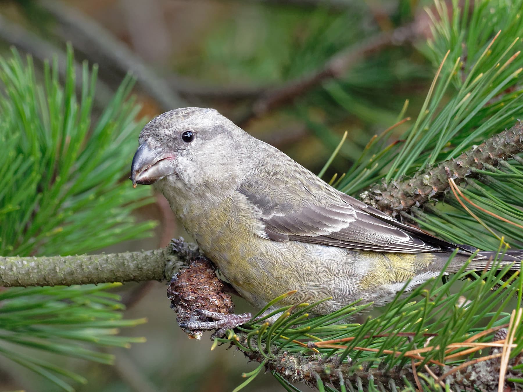 Parrot Crossbill female