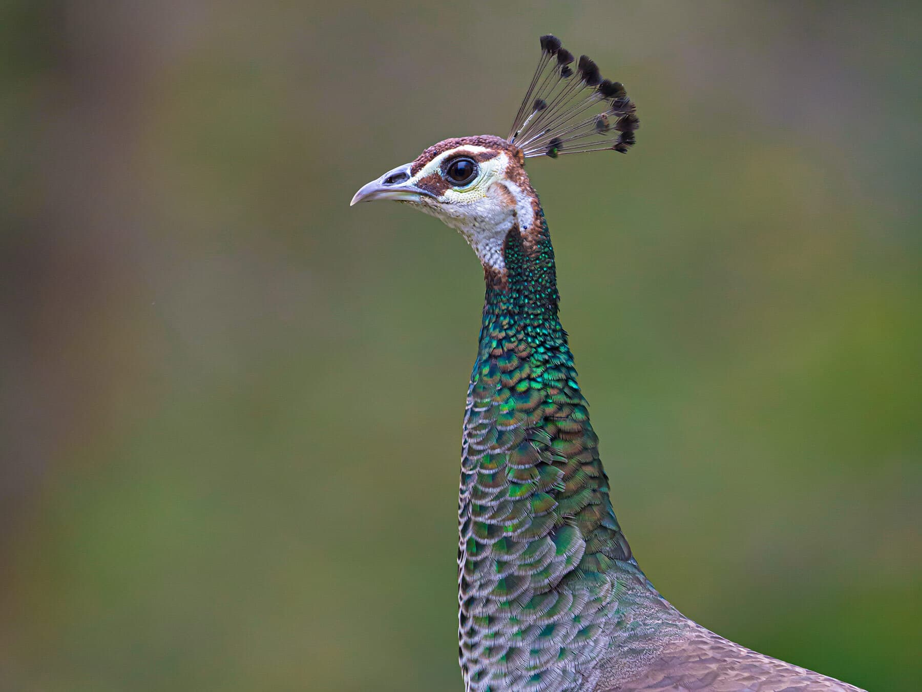 Female peacock close up