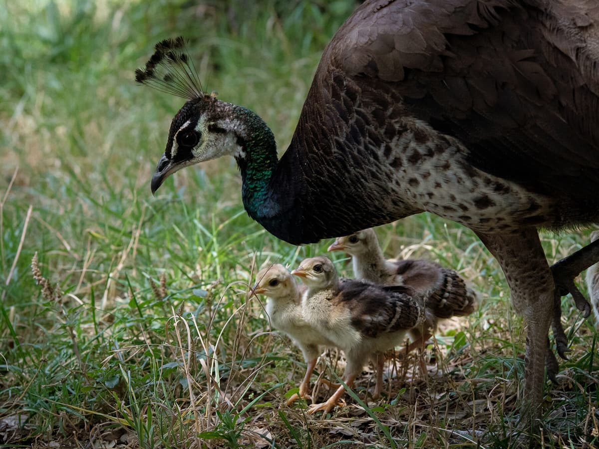 female-peacocks-male-vs-female-identification-guide-birdfact