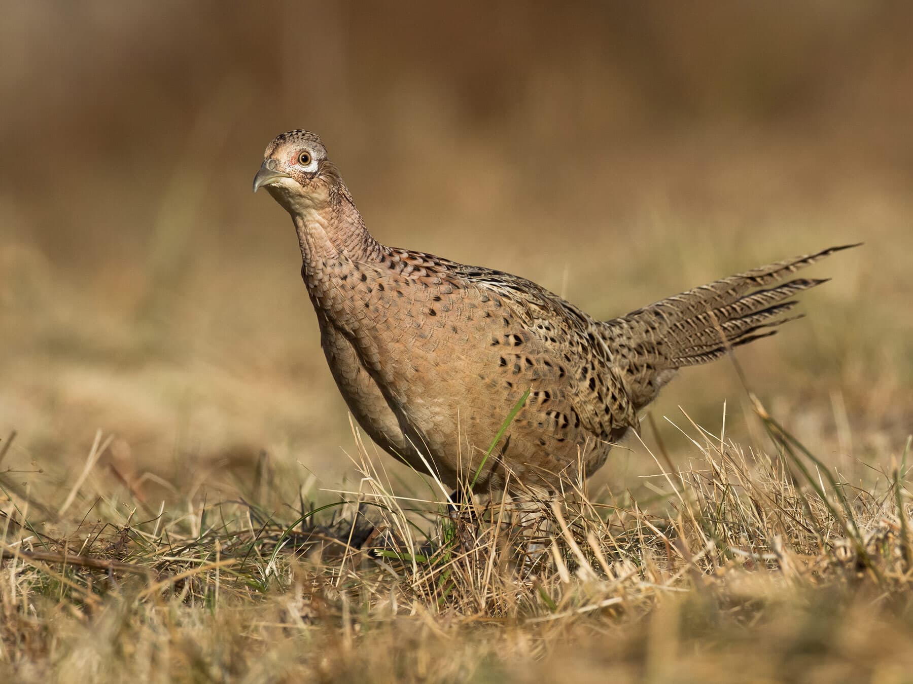 Female pheasant close up