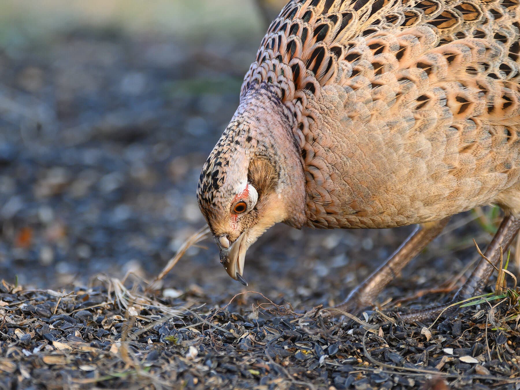 Female pheasant feeding