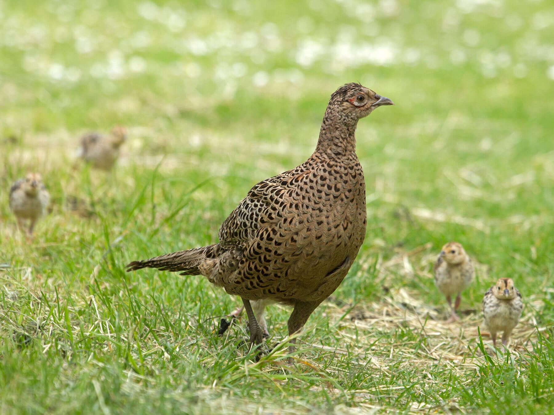 Female pheasant with chicks