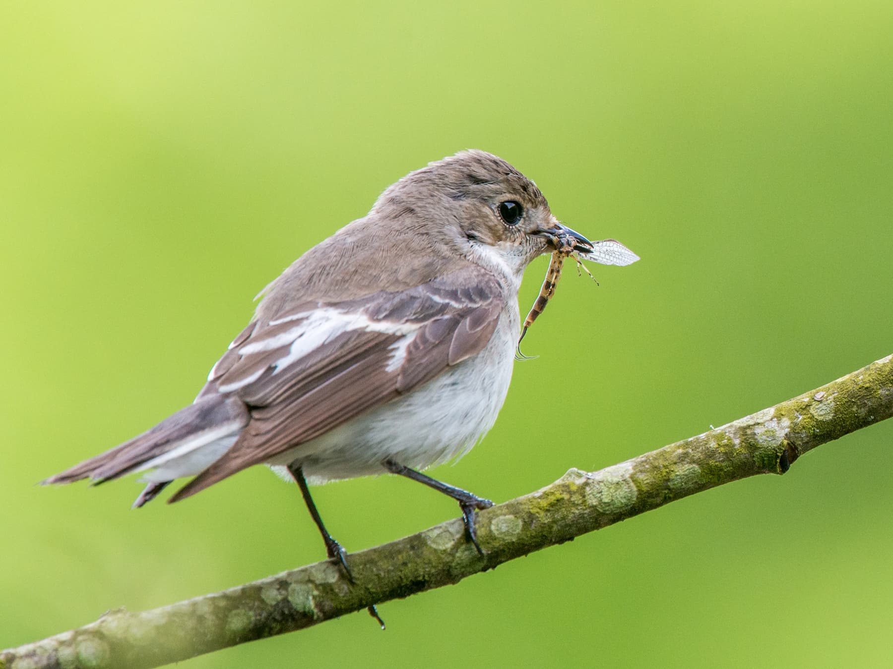 Female Pied Flycatcher catching stoneflies to feed her family