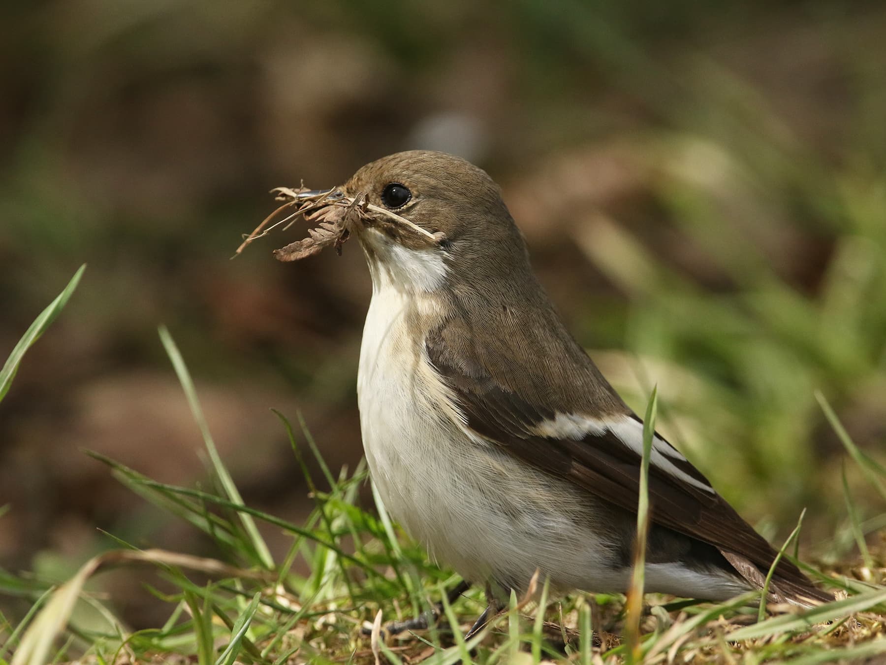 Female Pied Flycatcher gathering nesting materials