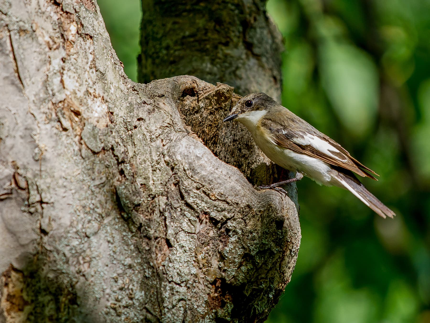 Female Pied Flycatcher outside the nest