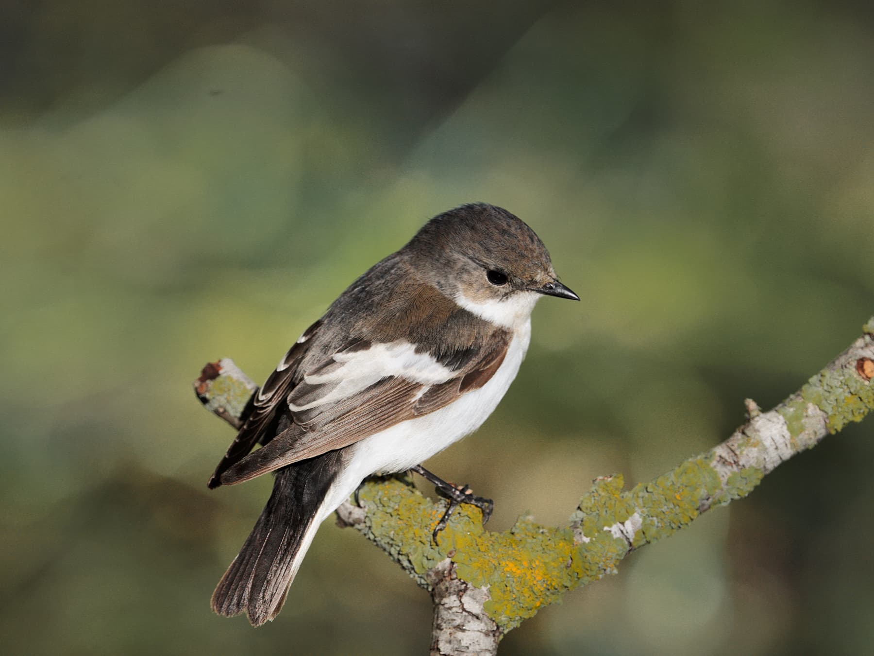 Female Pied Flycatcher