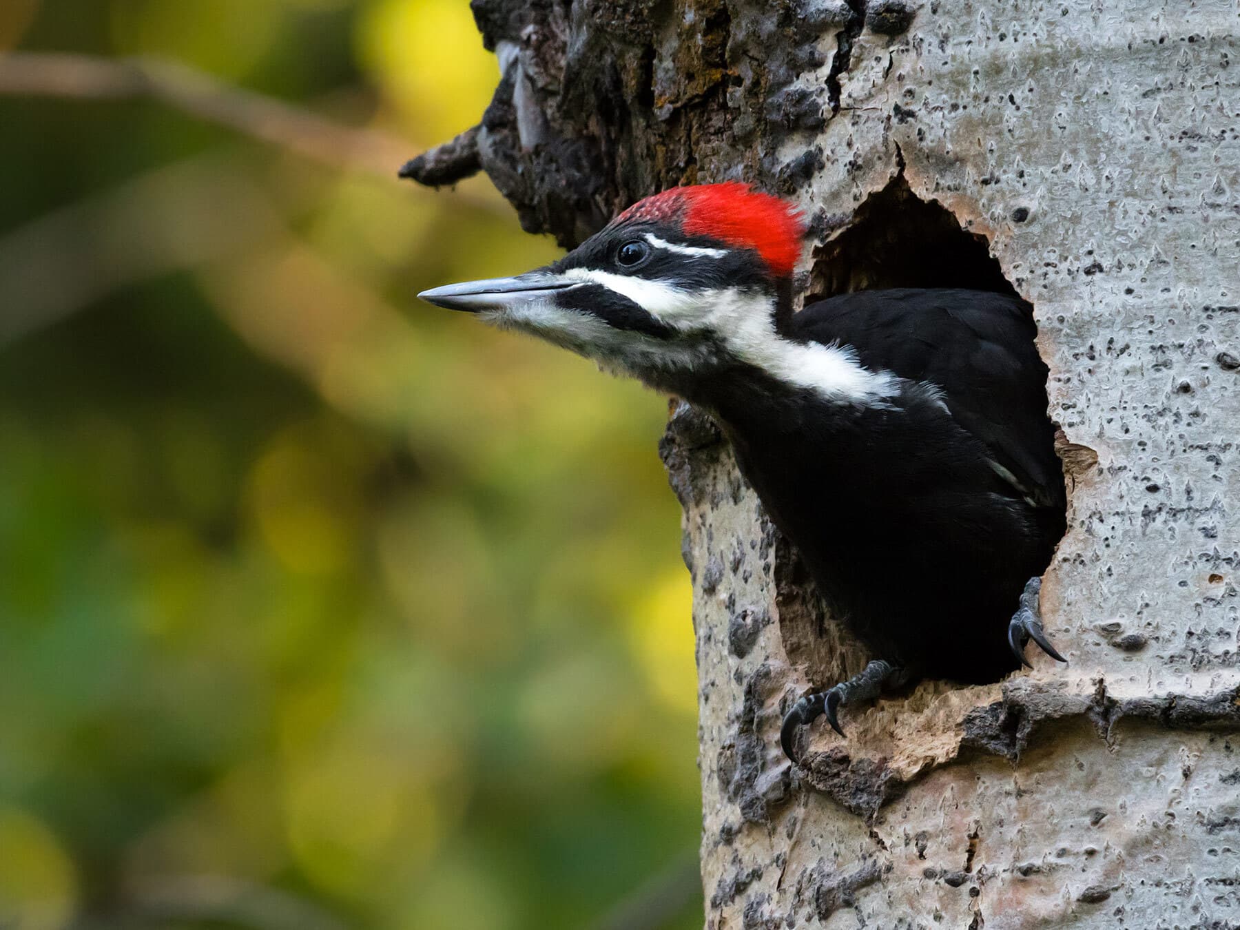 Female pileasted woodpecker