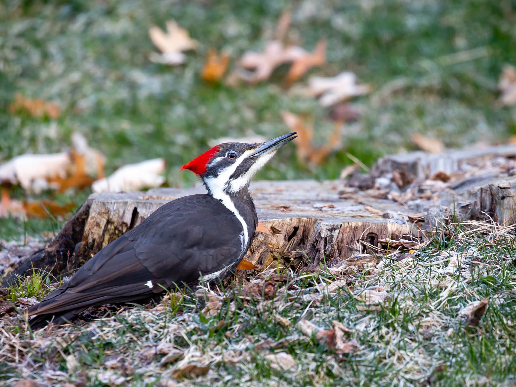 Female Pileated Woodpecker on the ground foraging for food