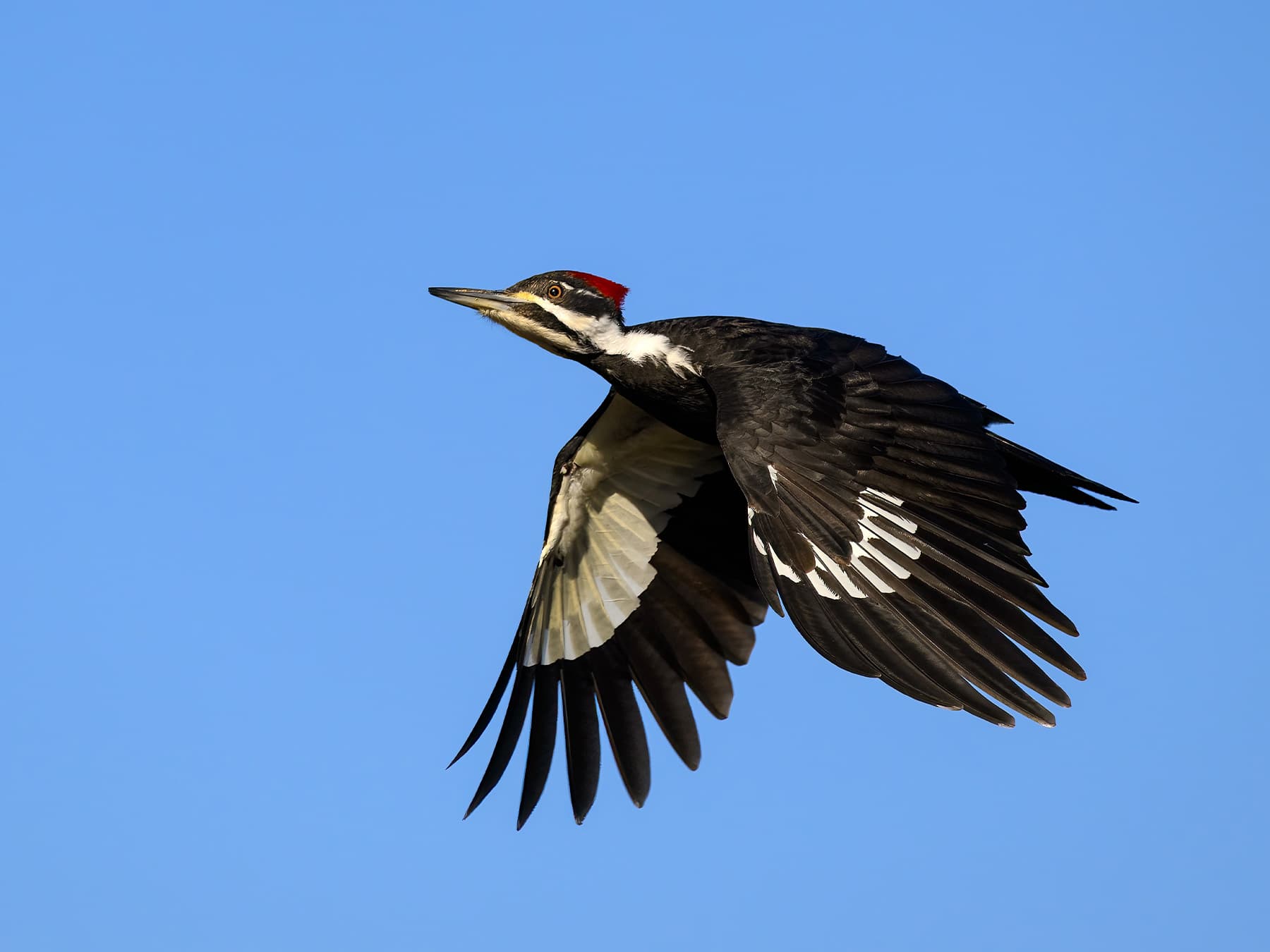 Female pileated woodpecker in flight