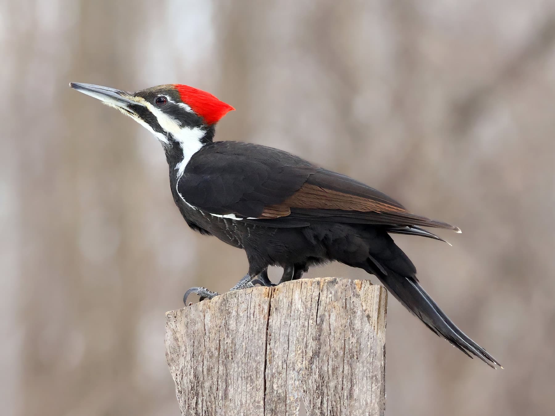 Pileated Woodpecker Female