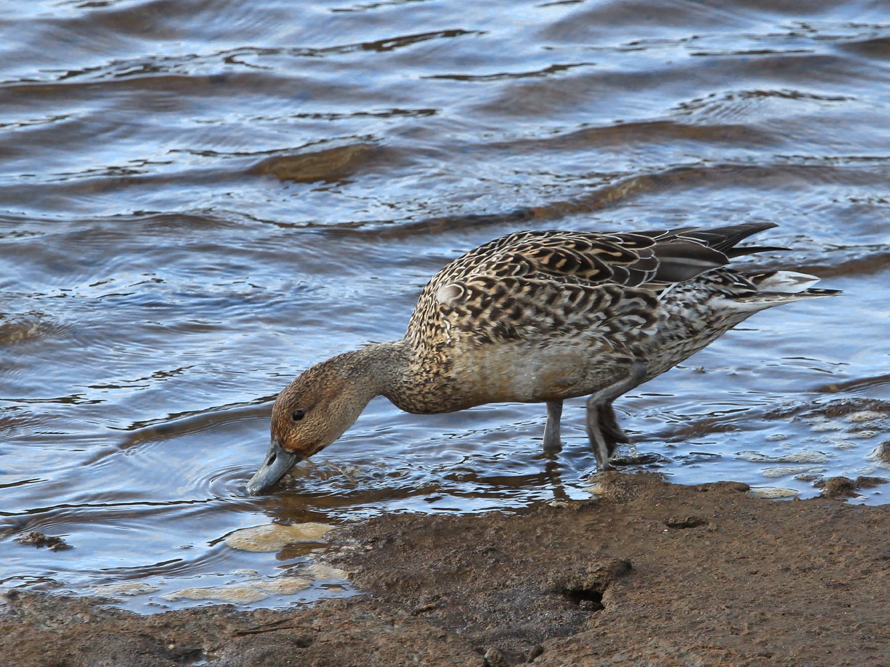 Female Pintail feeding along the waters edge