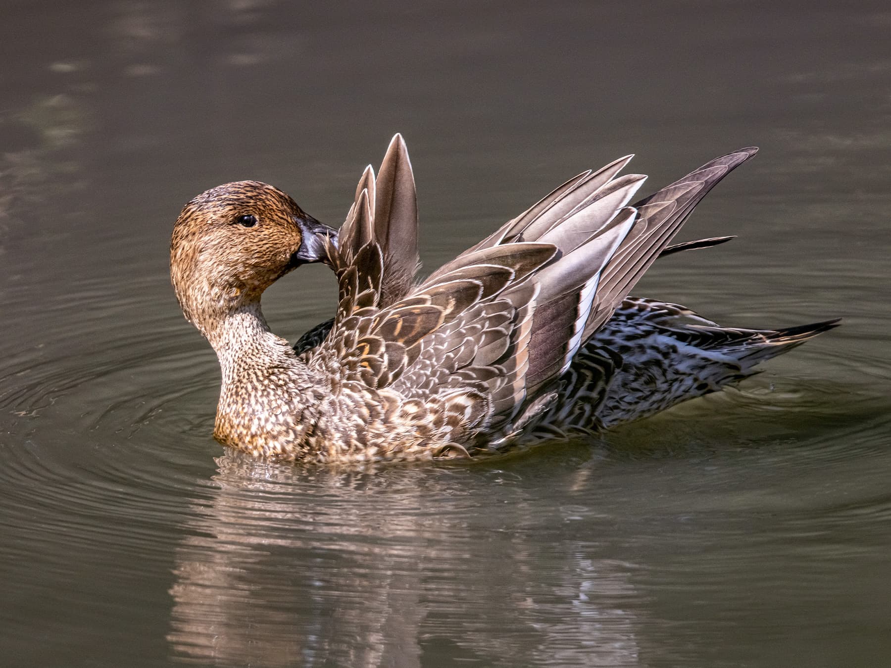 Female Pintail preening herself on the lake