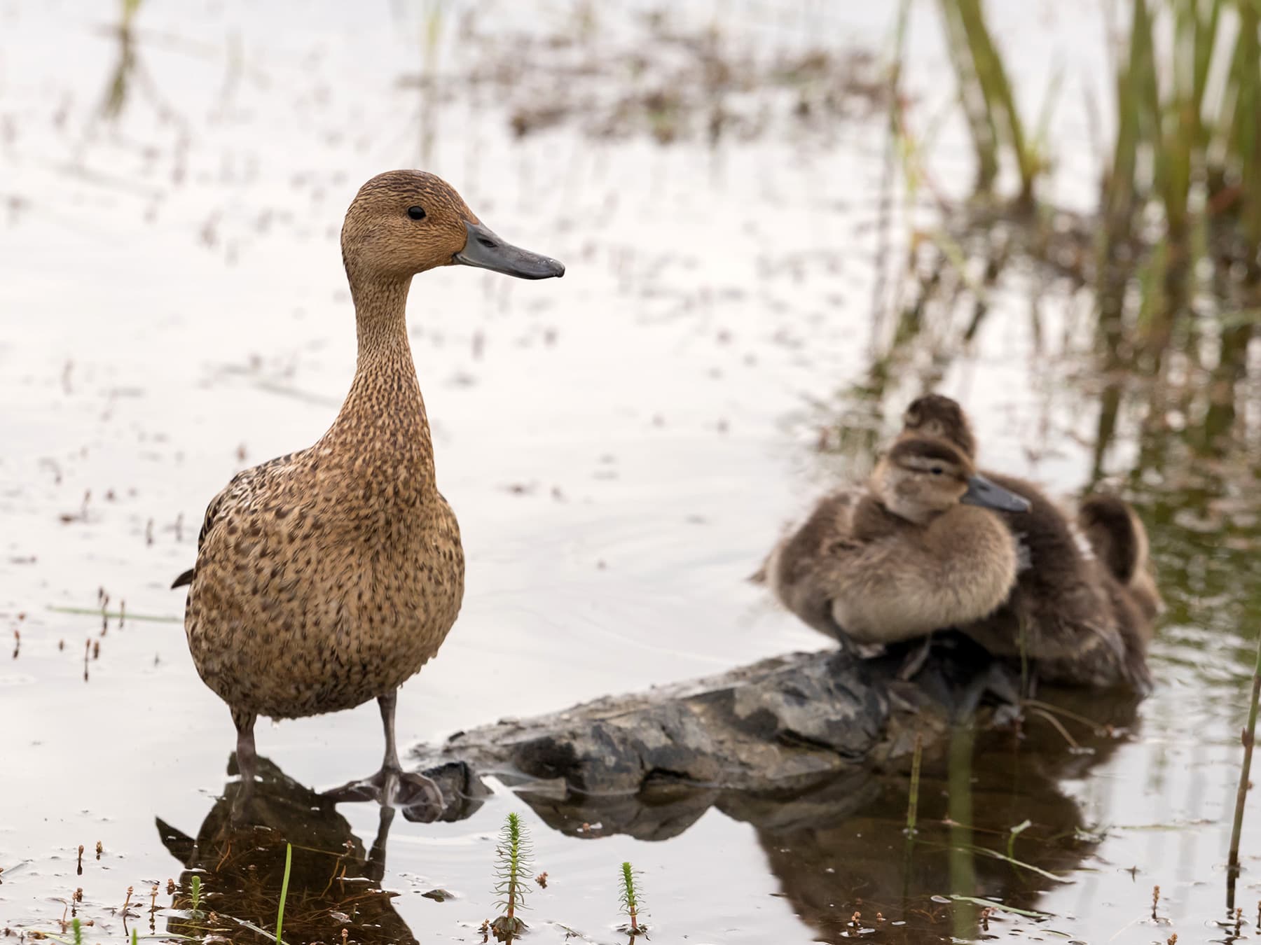Female Pintail with her ducklings