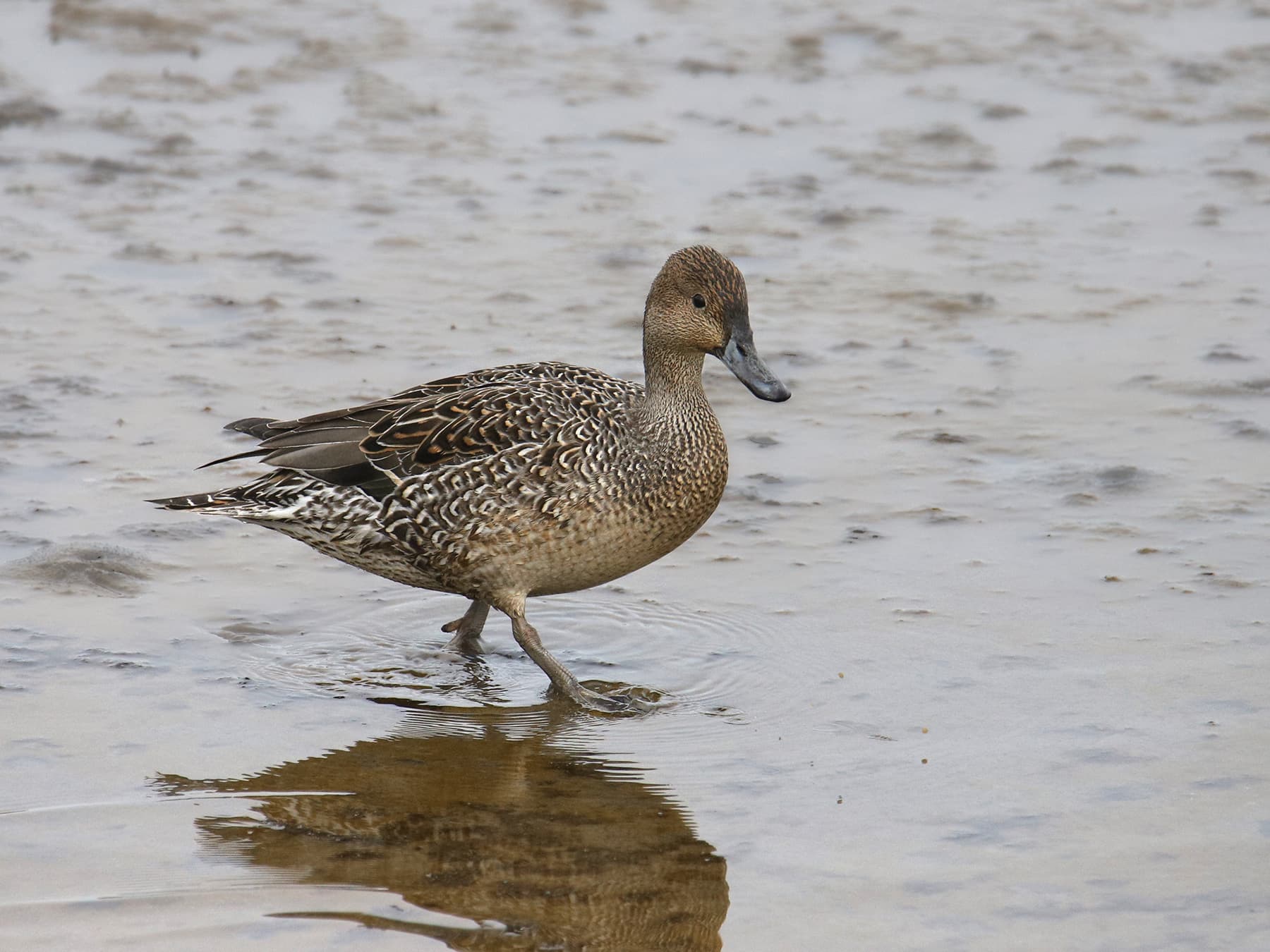 Female Pintail