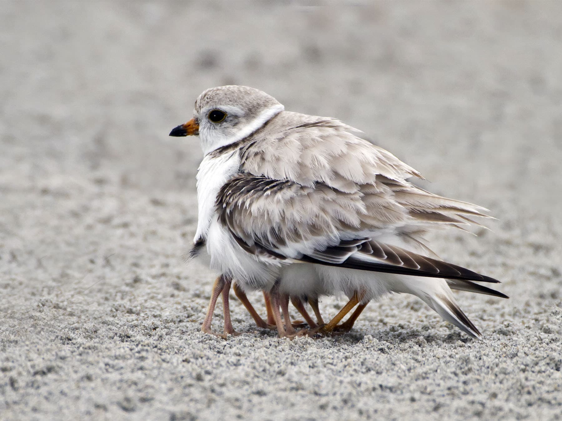Female Piping Plover sheltering her young chicks