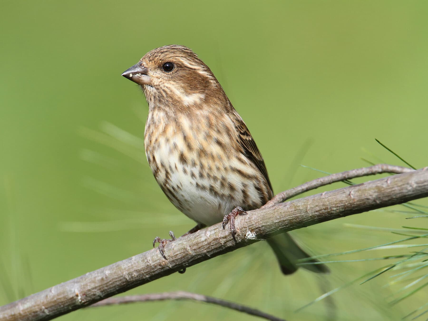 A female-plumaged Purple Finch on a pine branch