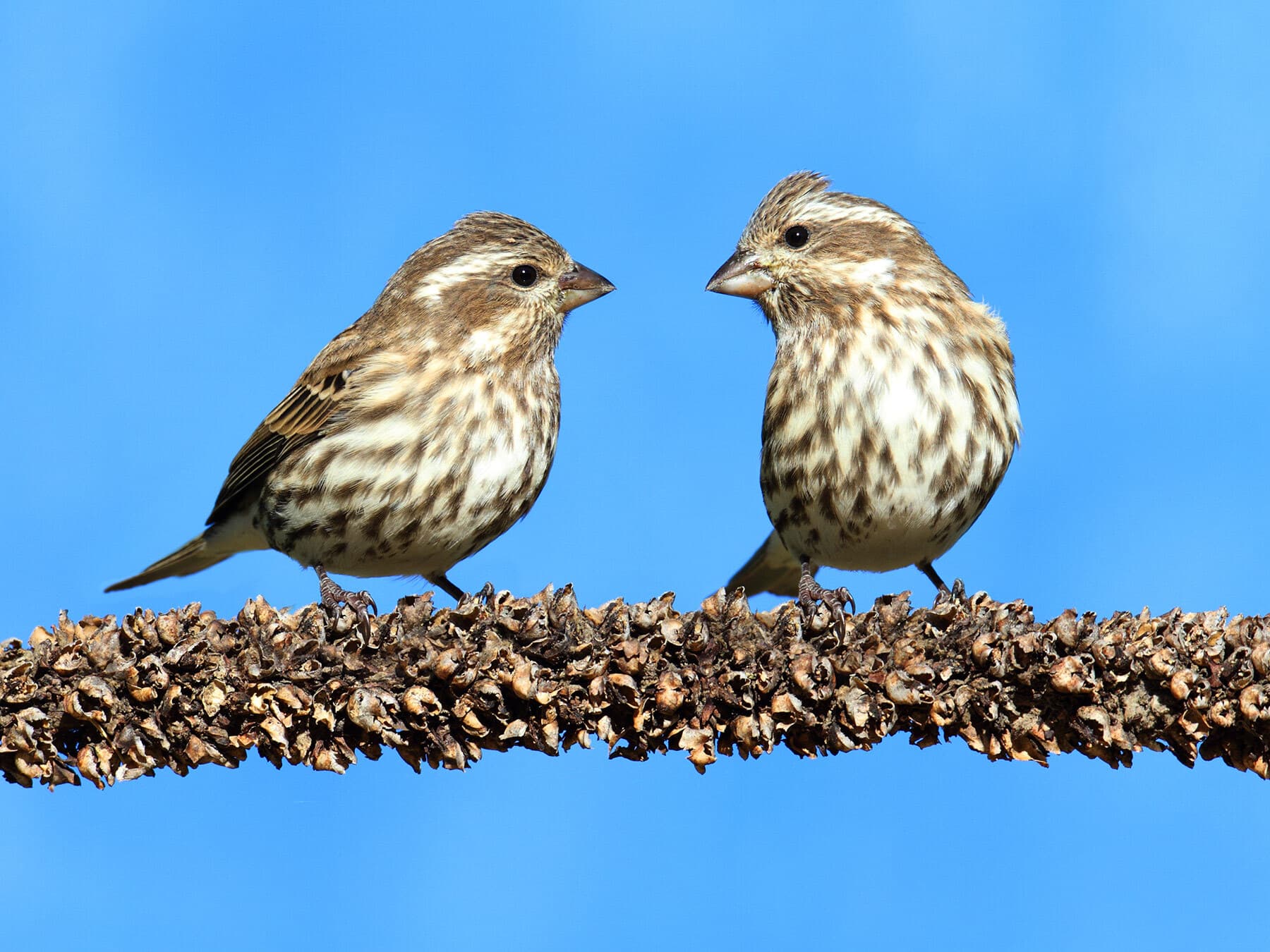 Two female-plumaged Purple Finches: either could be a female or a young male