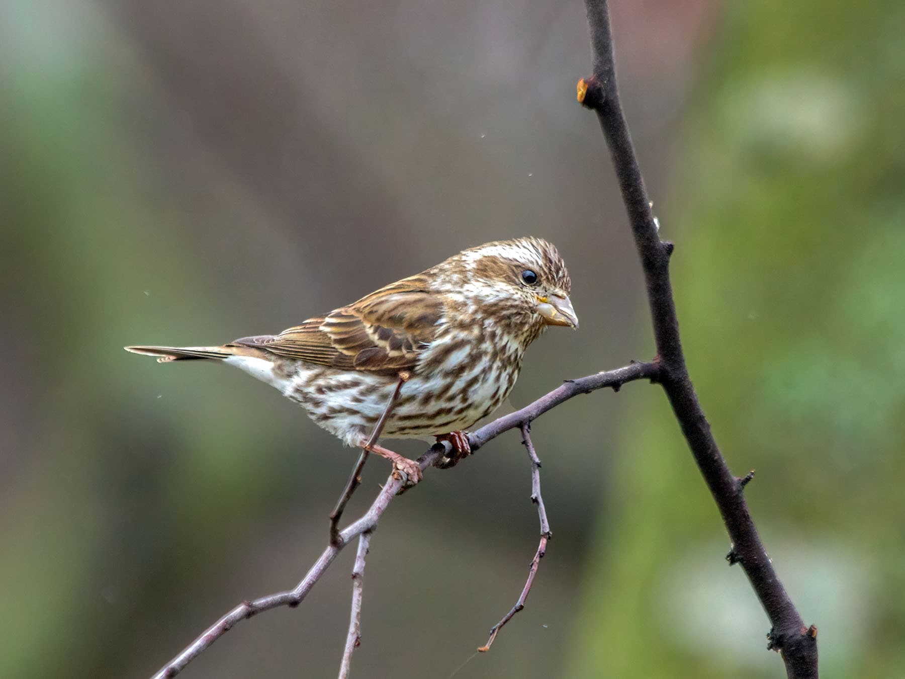 A female-plumaged Purple Finch on a twig: females build the nest and do most of the incubating