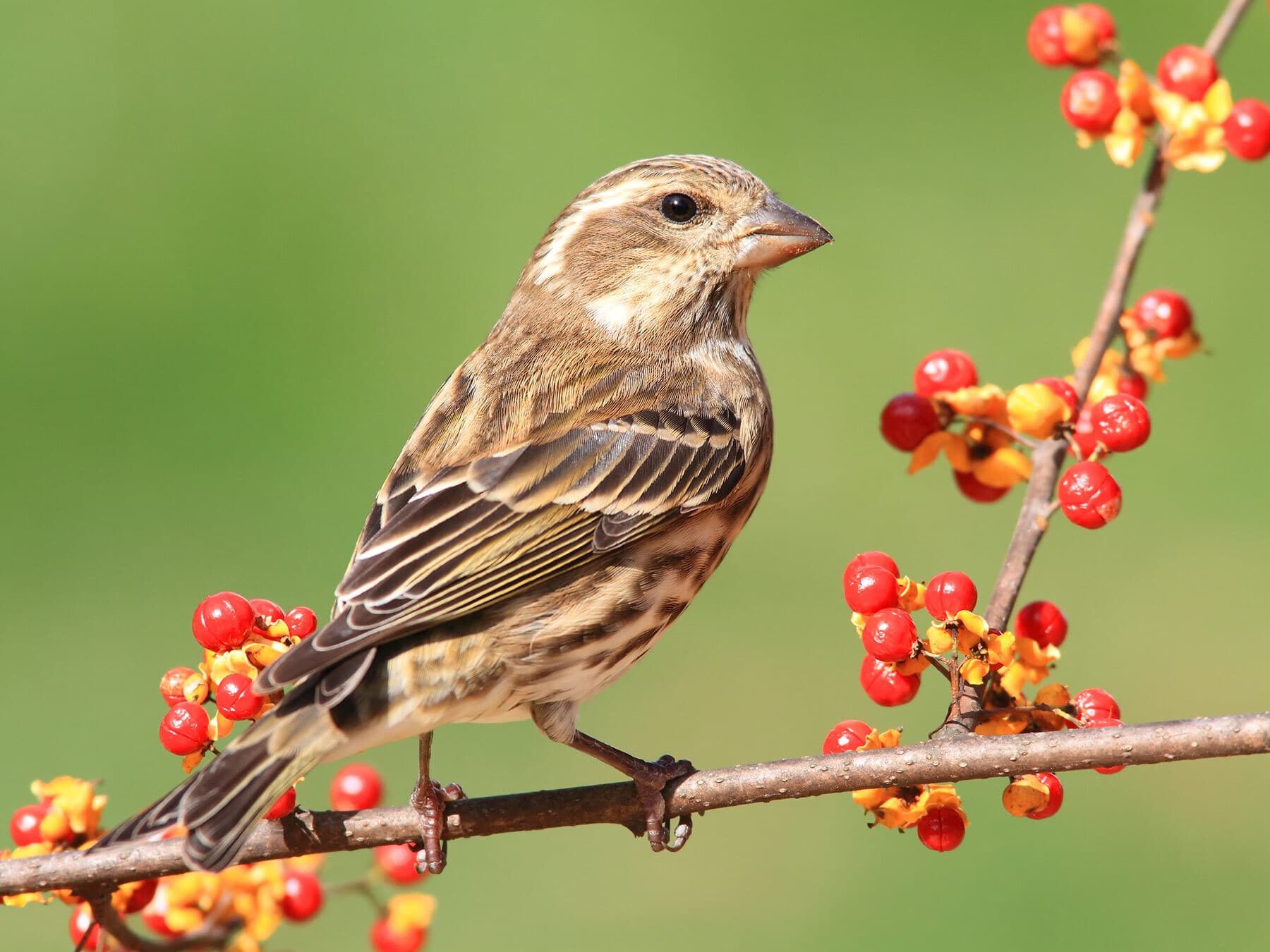 Female and Male Purple Finches: How to Tell Them Apart