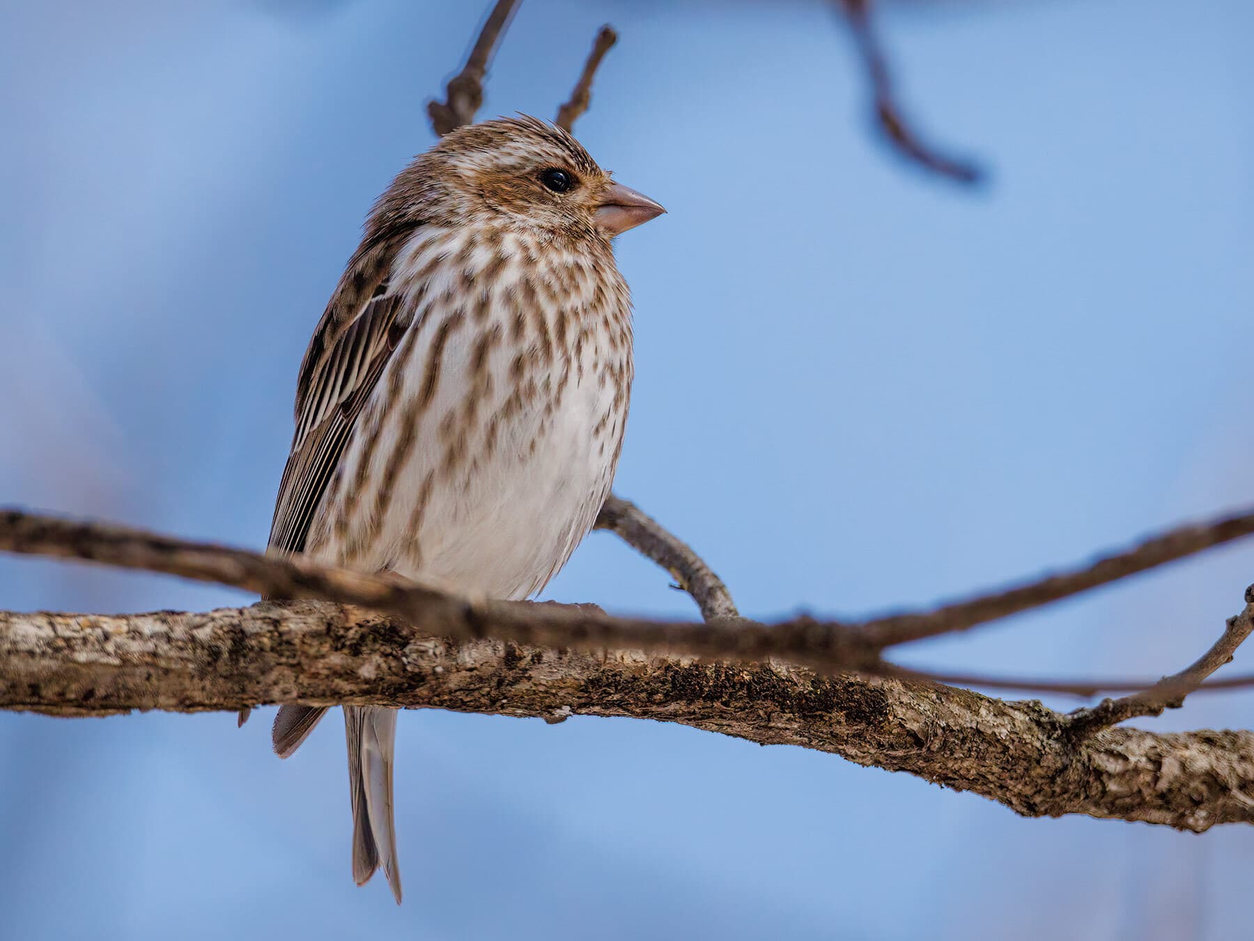 A female-plumaged Purple Finch from the front: short, thick streaks on bright white