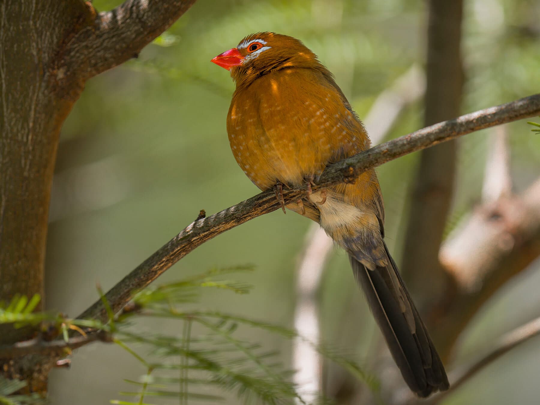 Female Purple Grenadier