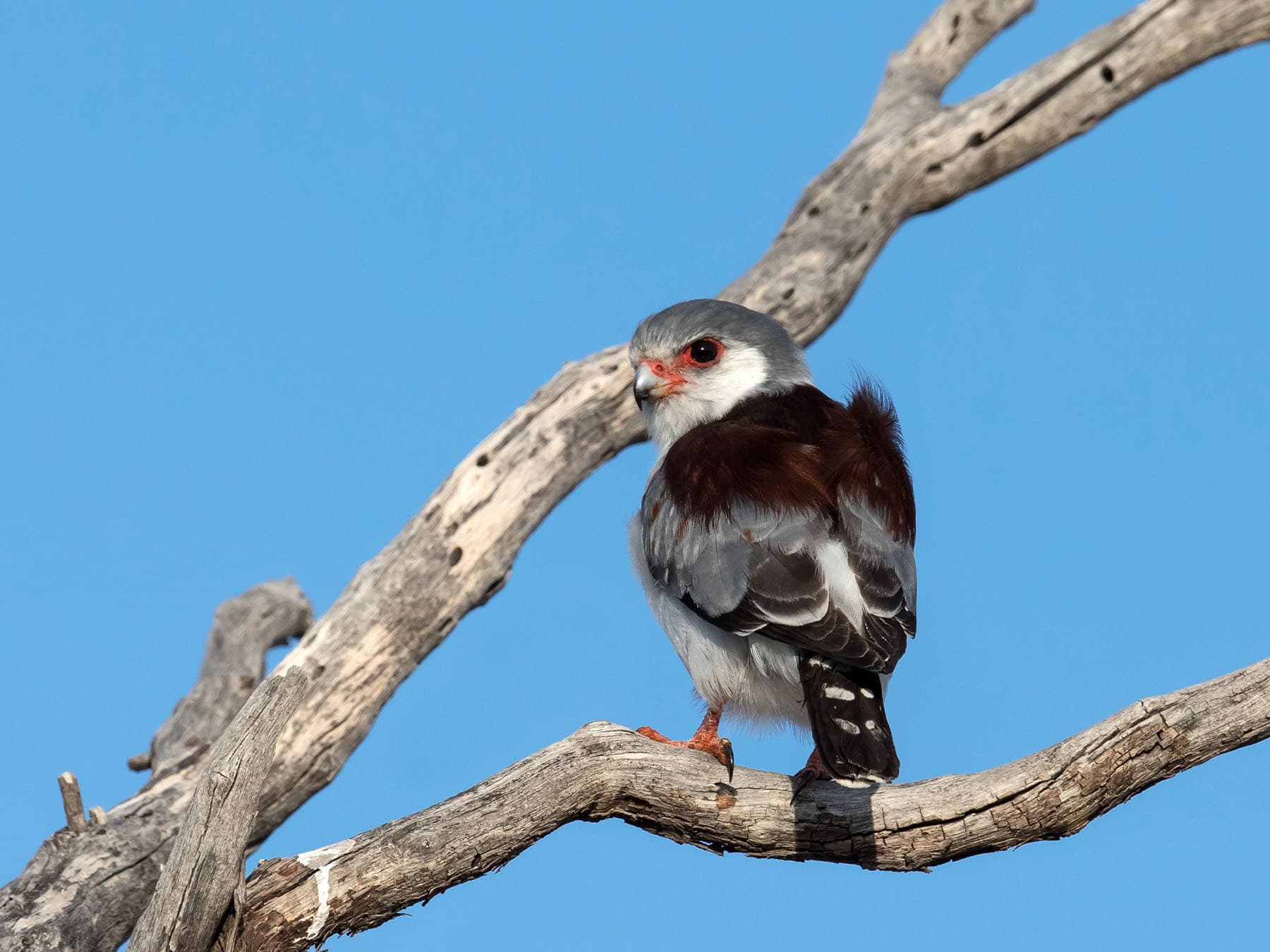 Female Pygmy Falcon looking around