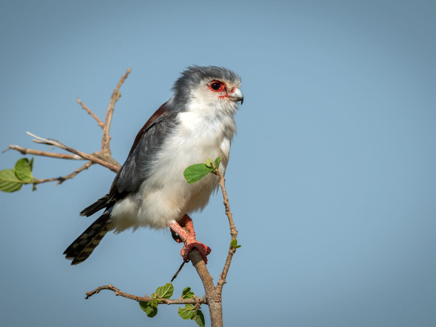Female Pygmy Falcon