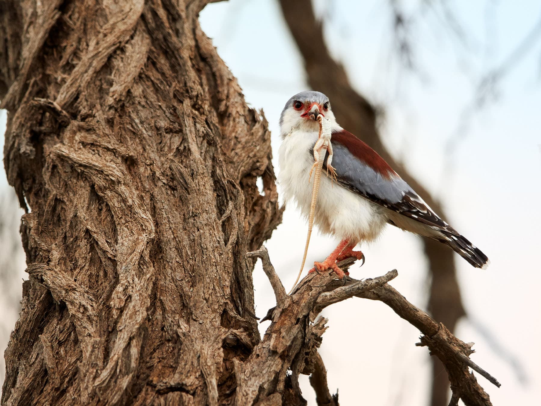 Female Pygmy Falcon with prey