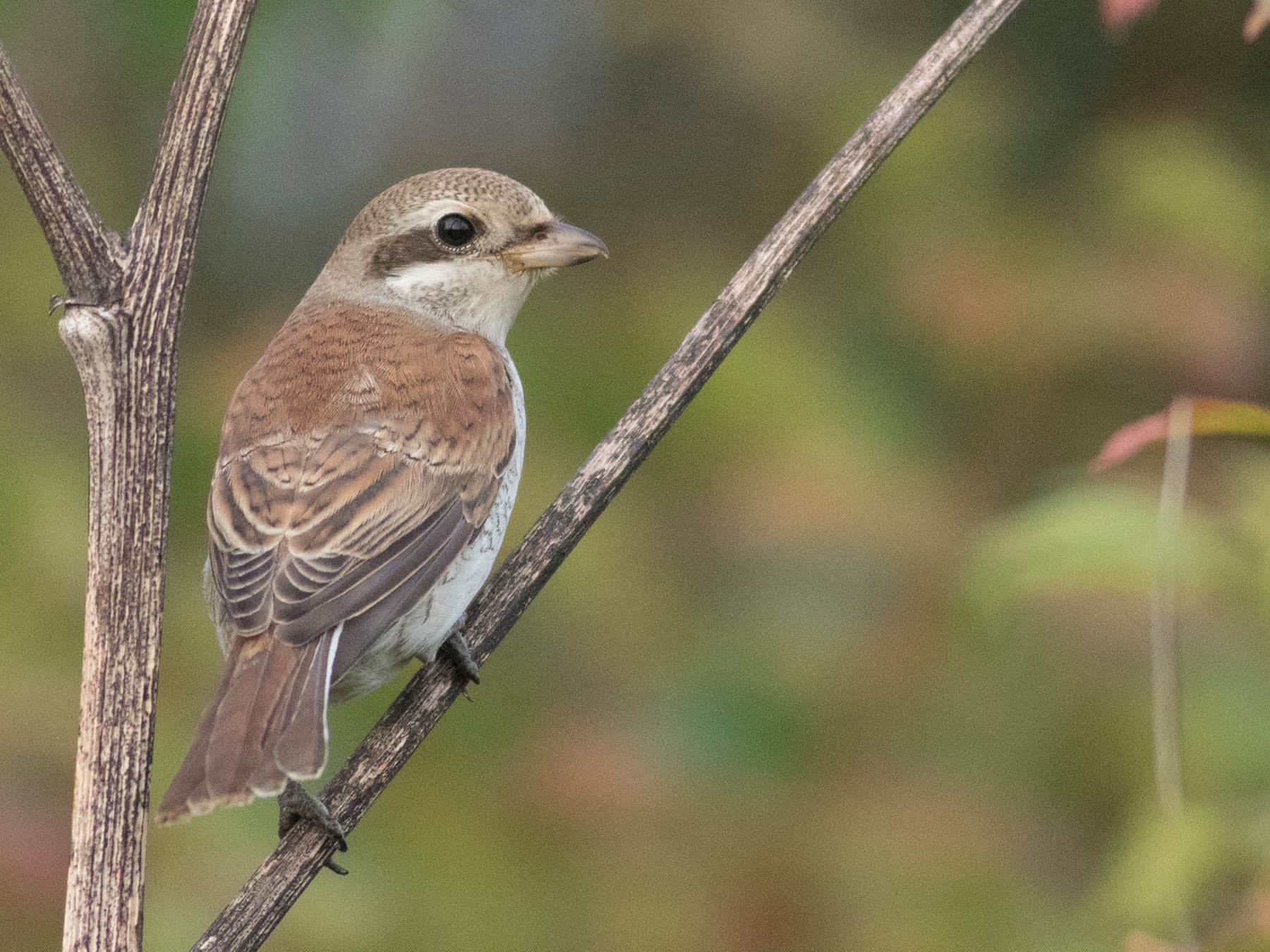 Female Red-backed Shrike